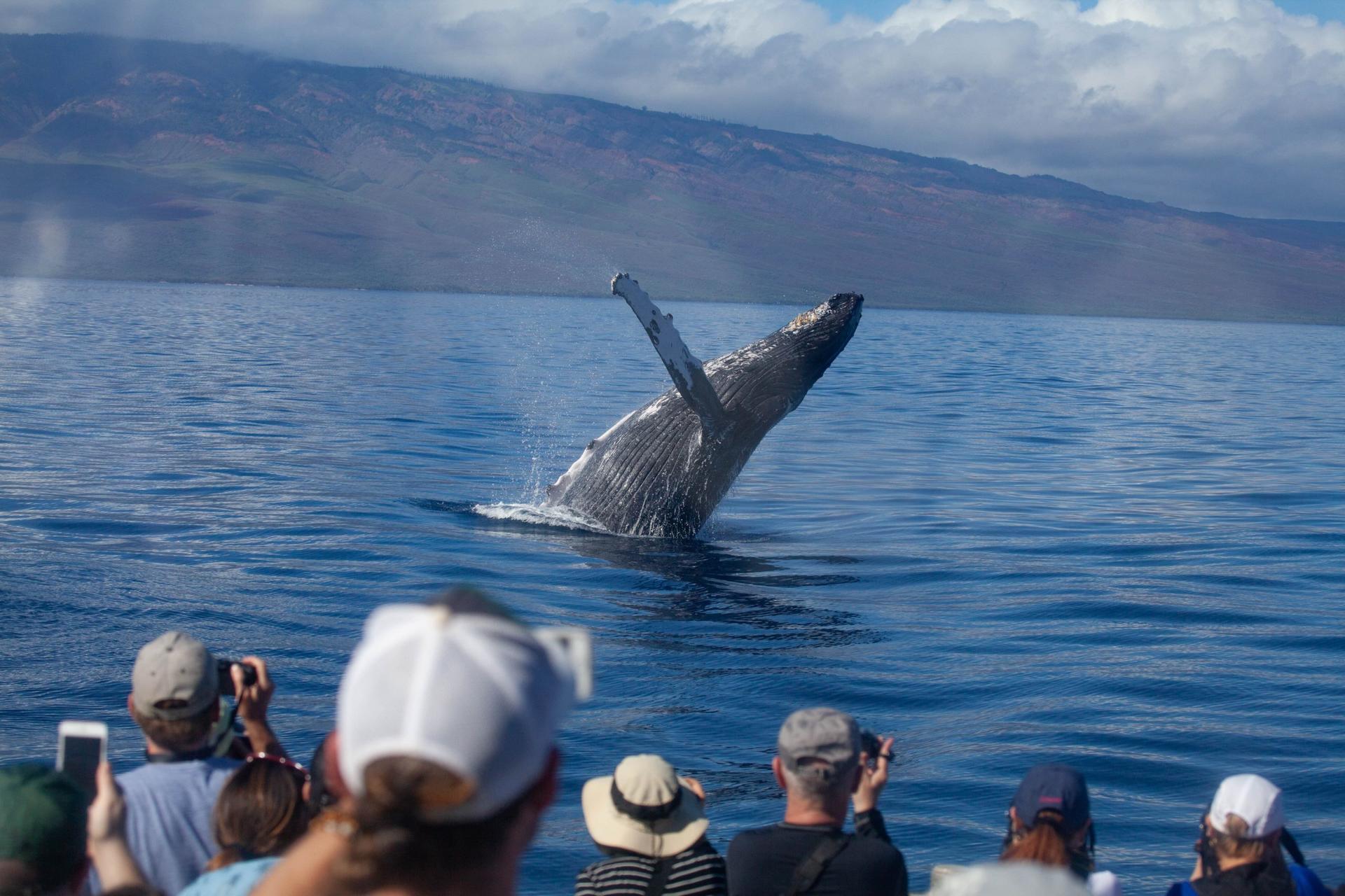 Classic Whale Watching Tour in Maui - Thumbnail 4