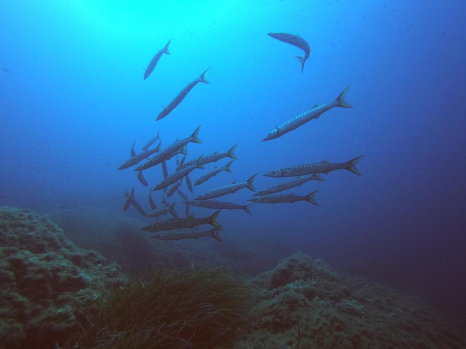 Porto Pollo Dive Journey: Open Water Diver Course with PADI Center - Thumbnail 5