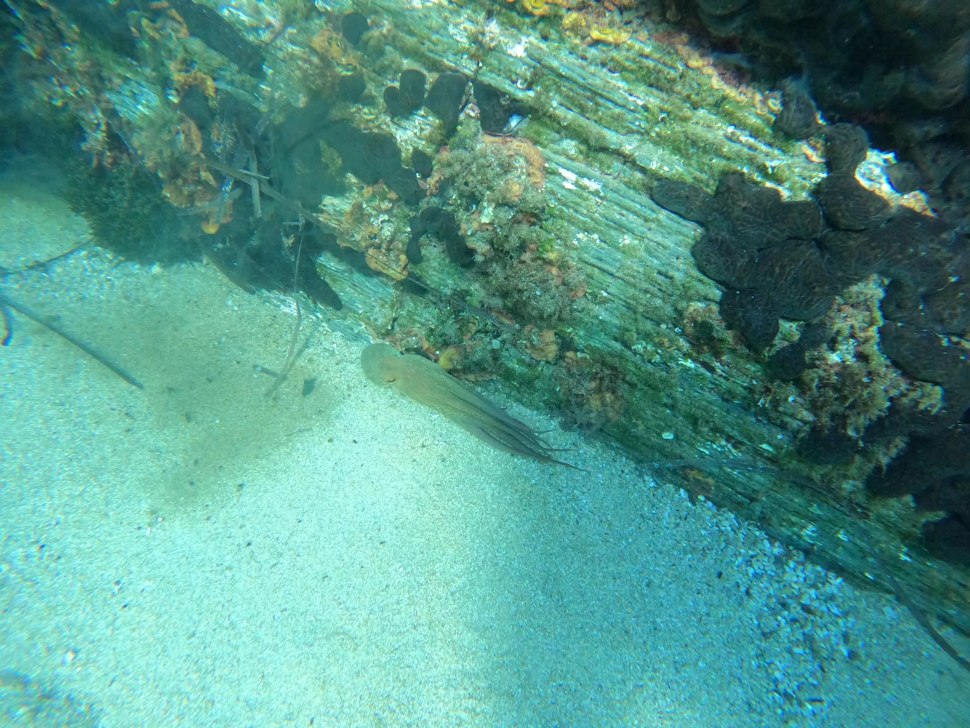 PADI EANx (E-learning) in Thessaloniki with PADI 5 Star Dive Center - Thumbnail 4