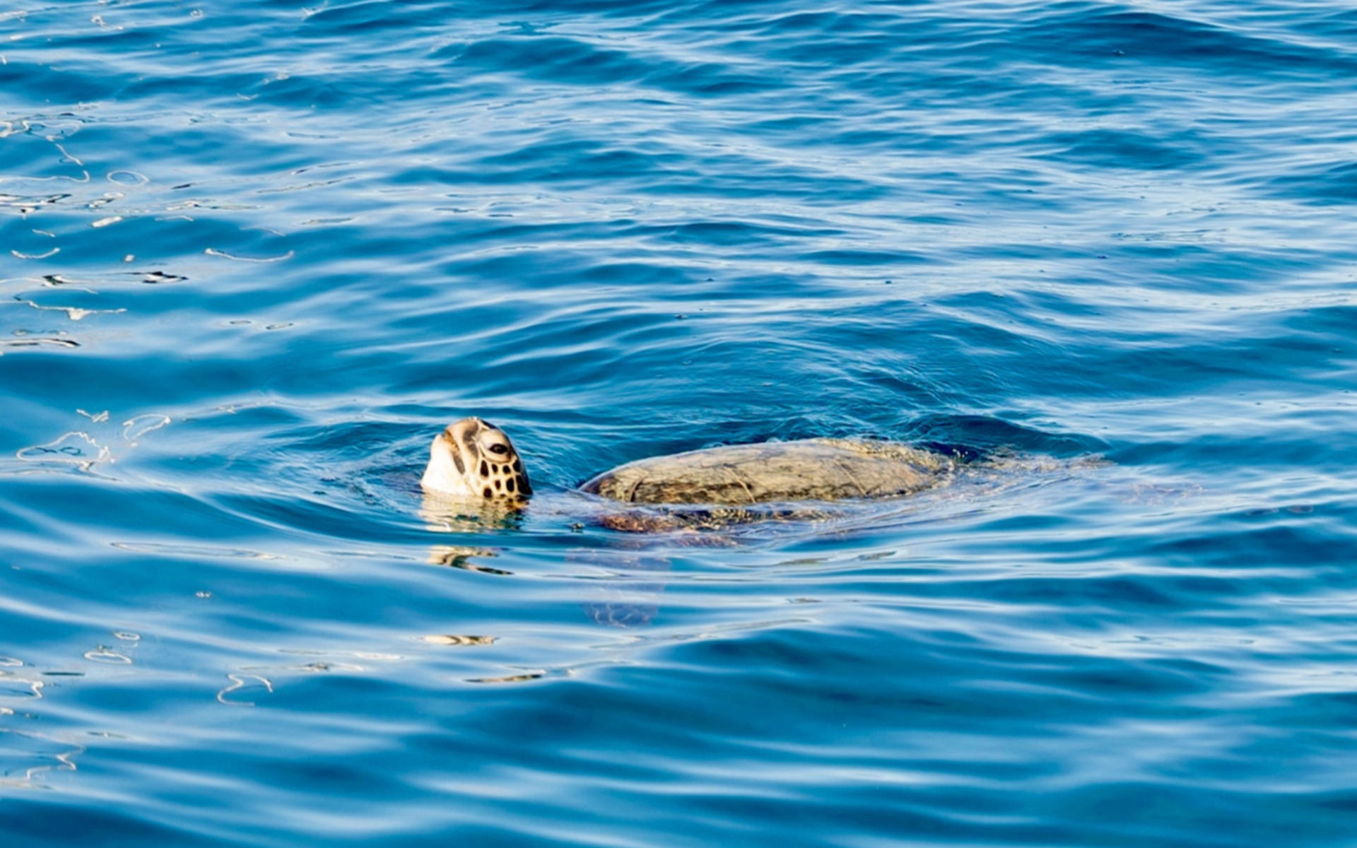 Sunset or daytime Ko Olina glass bottom boat experience - Thumbnail 8