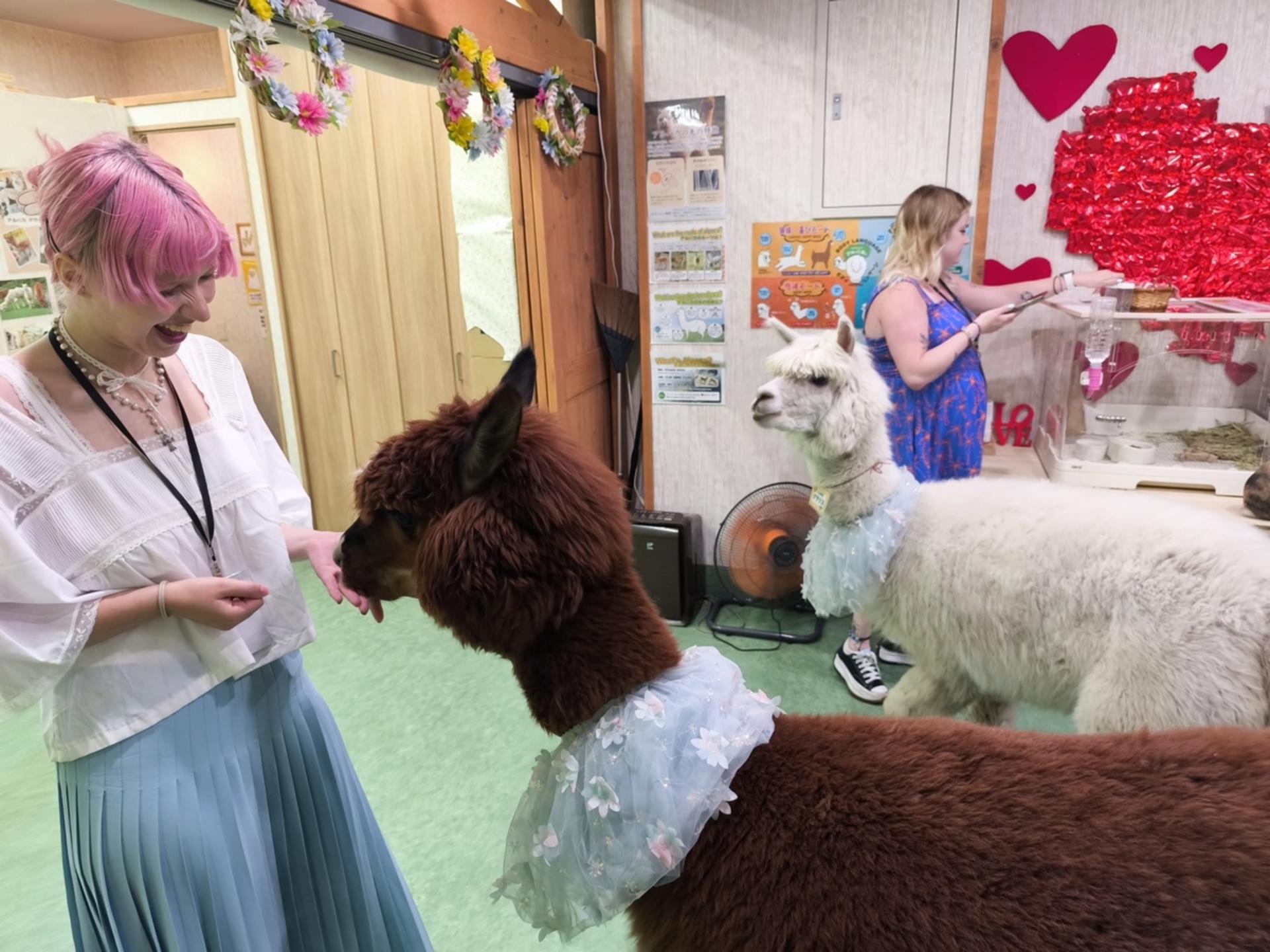 Alpaca Petting Experience in Tokyo【Alpaca Petting Park】 - Thumbnail 10