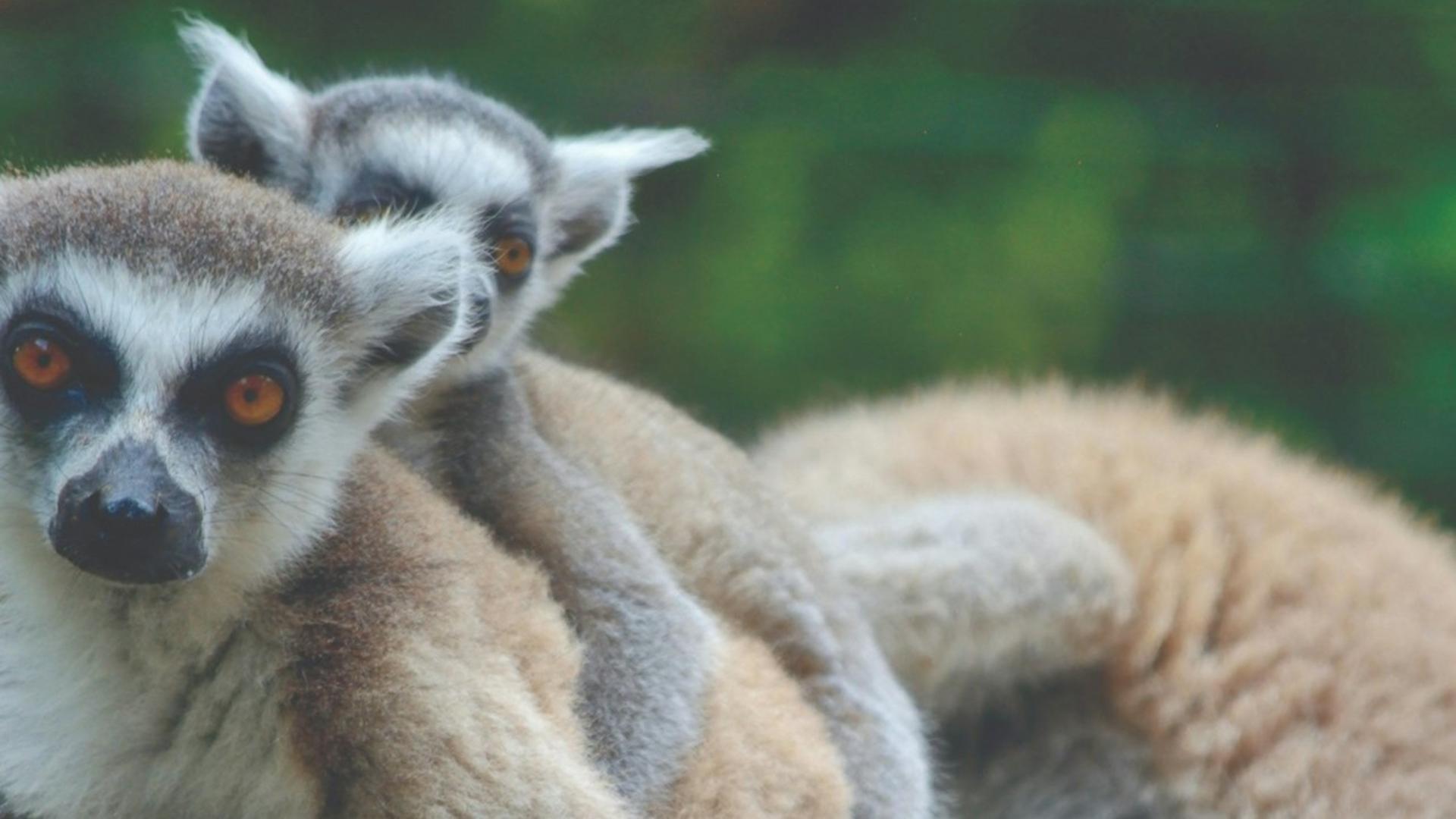 Pombia Safari Park ticket - Thumbnail 3