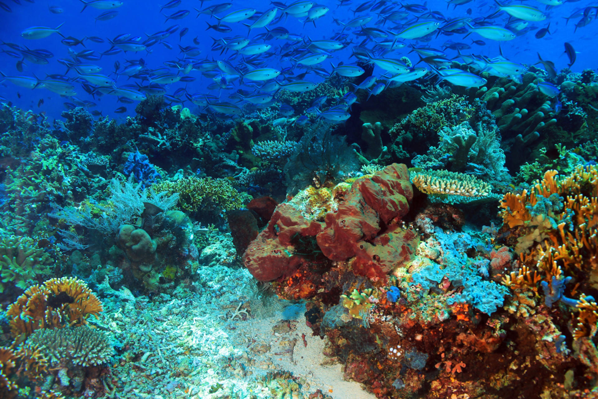 Scuba Diving Experience in Komodo National Park with Maika Diving - Thumbnail 6