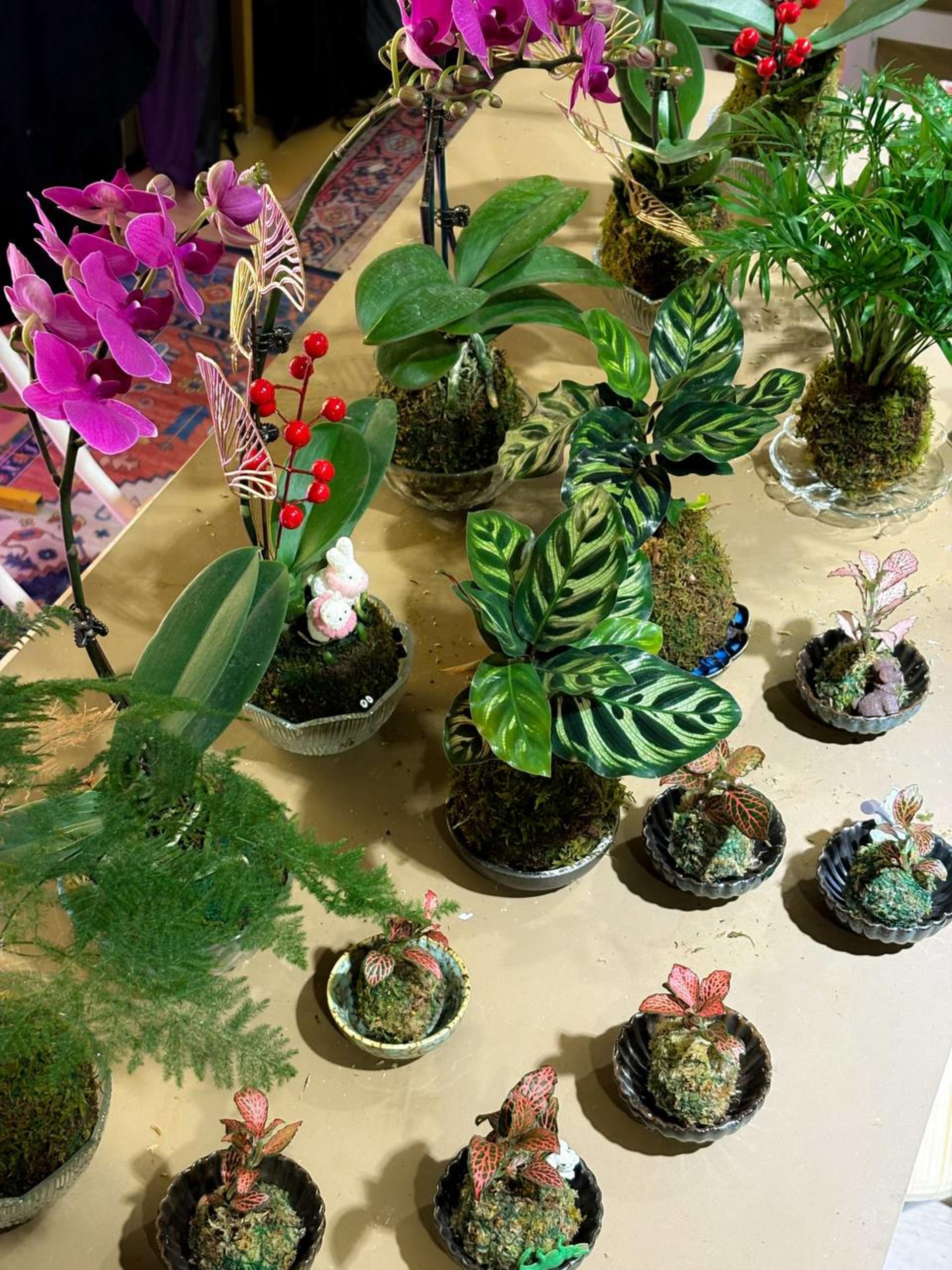 Kokedama Workshop - Thumbnail 17