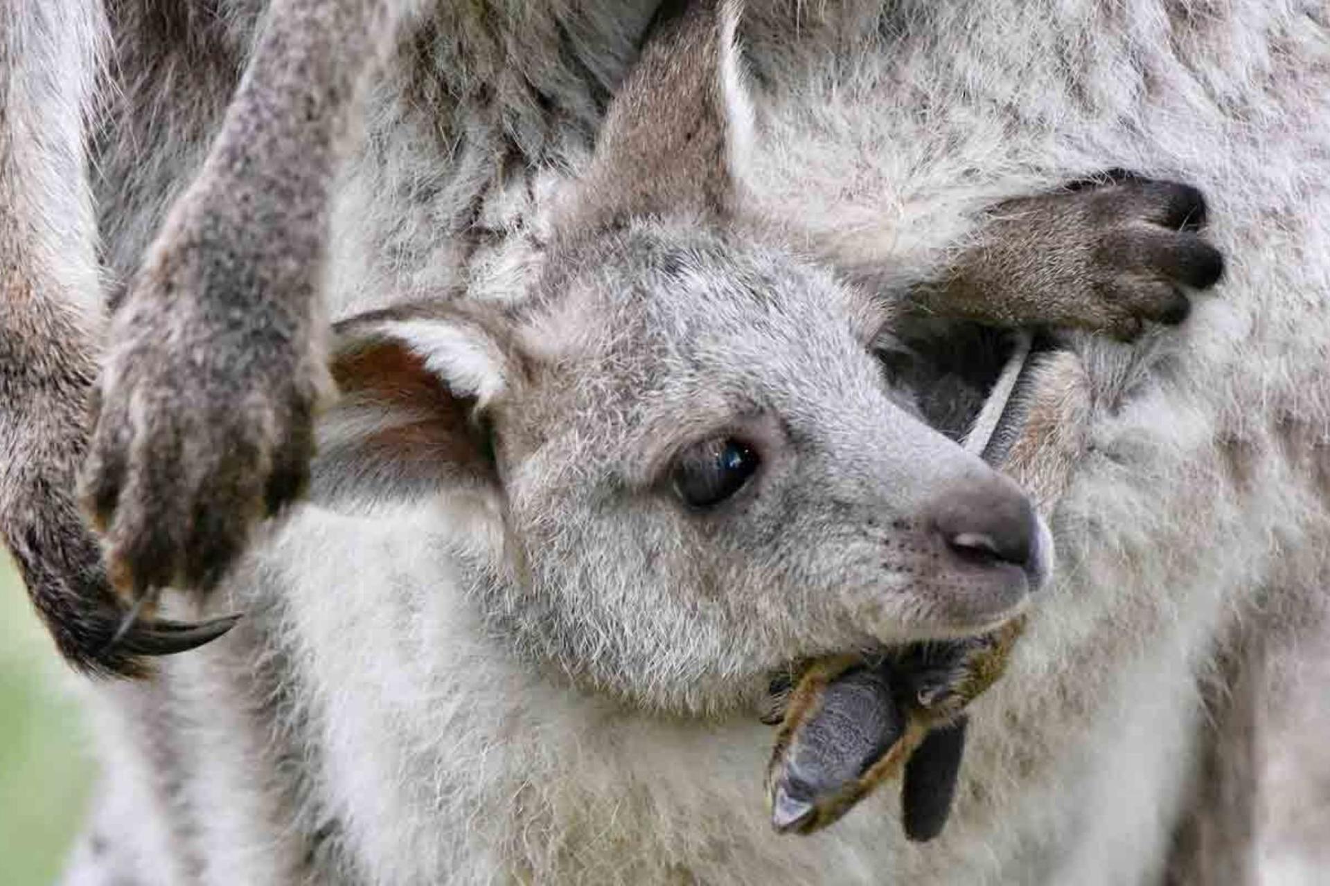 Private Blue Mountains and Kangaroo or Koala Tour - Thumbnail 3