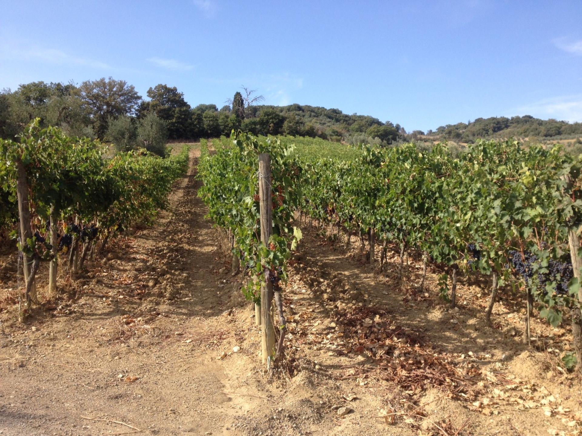 12-Hour Tuscany with 3-Course Lunch and Wine Tasting Tour - Thumbnail 3