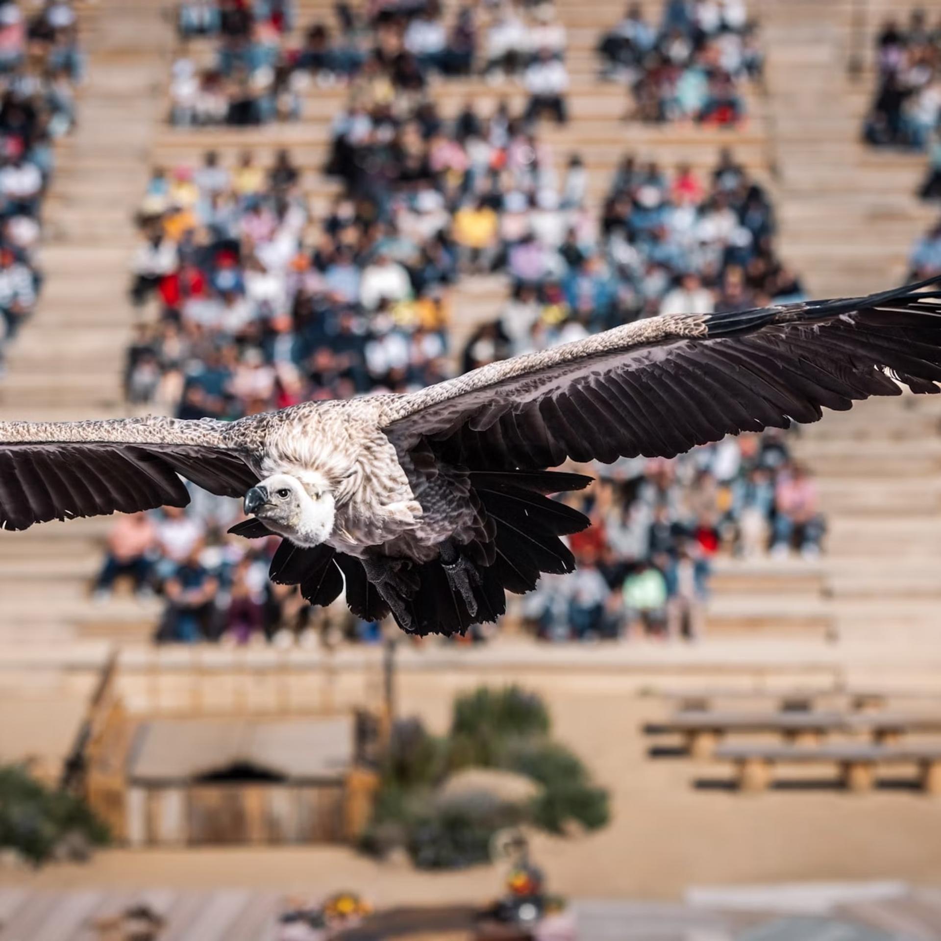 Puy du Fou Admission in Toledo  - Thumbnail 3