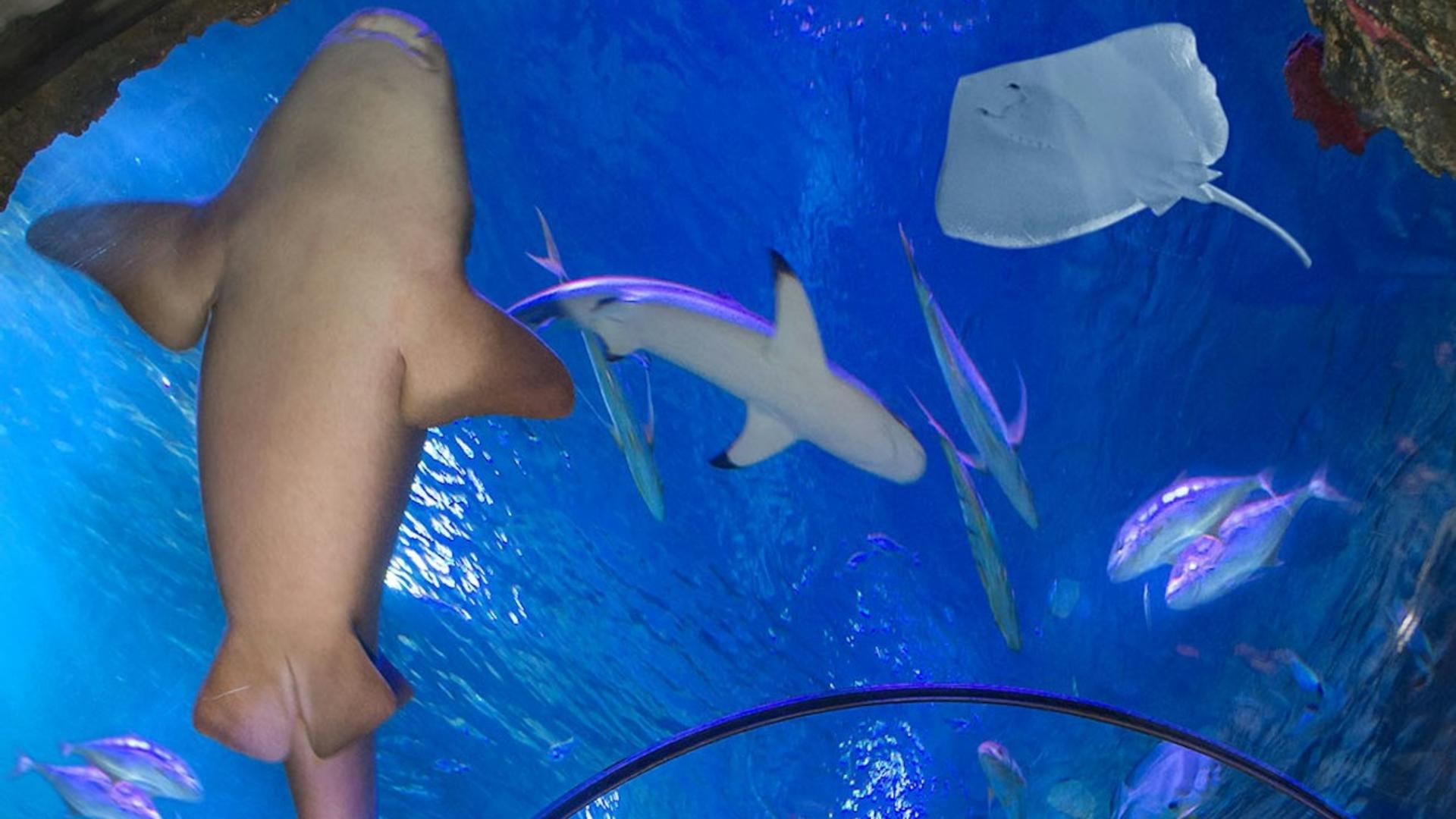 Gardaland SEA LIFE Aquarium ticket  - Thumbnail 4
