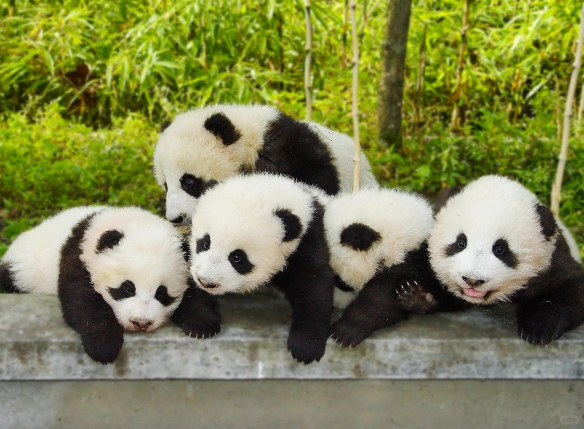 Chengdu Panda Base & Leshan Giant Buddha Discovery - Thumbnail 5