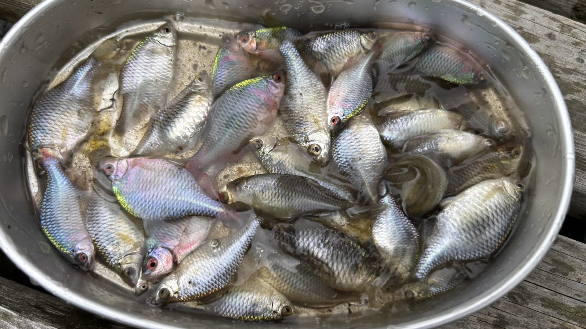 Lampas Outdoor Life: Traditional Japanese Fishing Experience - Thumbnail 17