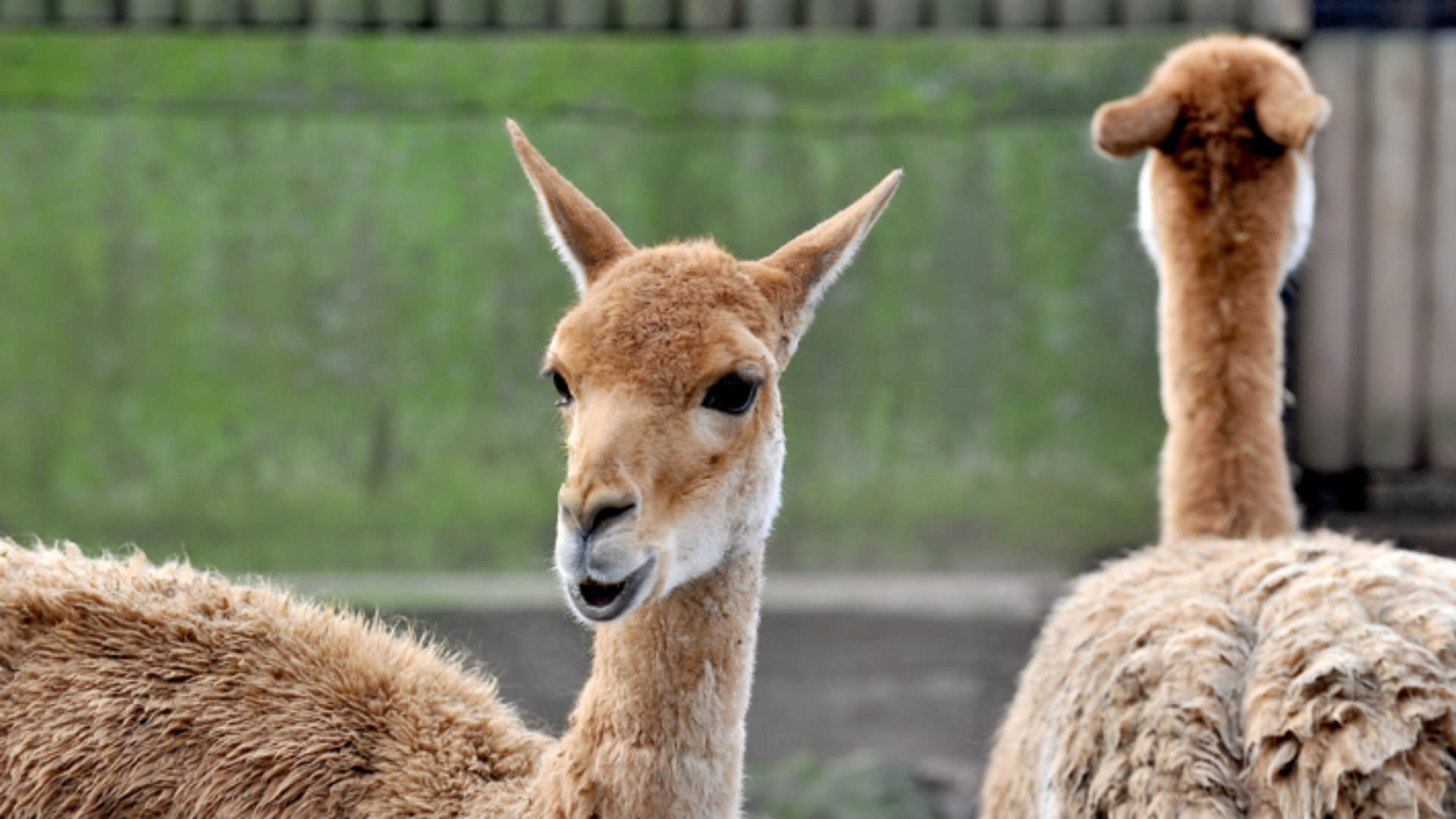 Bioparco di Roma Zoological Garden Ticket - Thumbnail 6