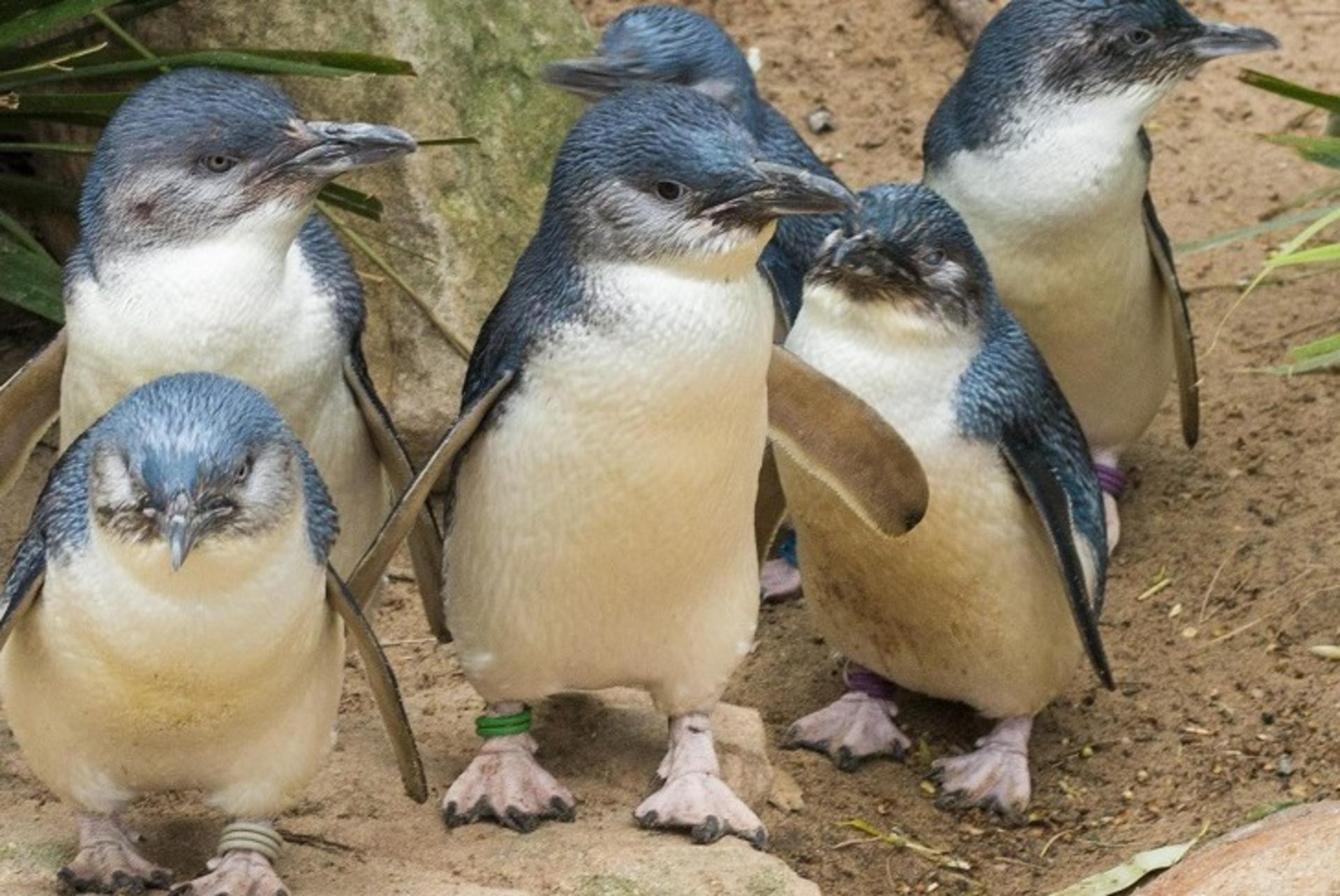 Puffing Billy and Phillip Island Wildlife Day Tour - Thumbnail 3