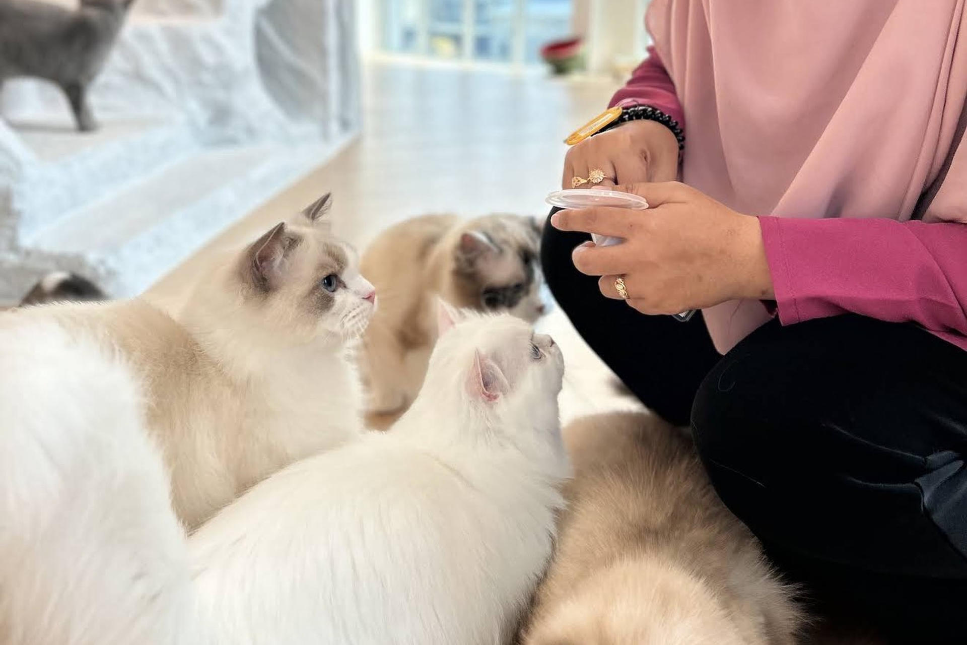 Meow Lounge Cat Cafe Experience in Melaka - Image 1