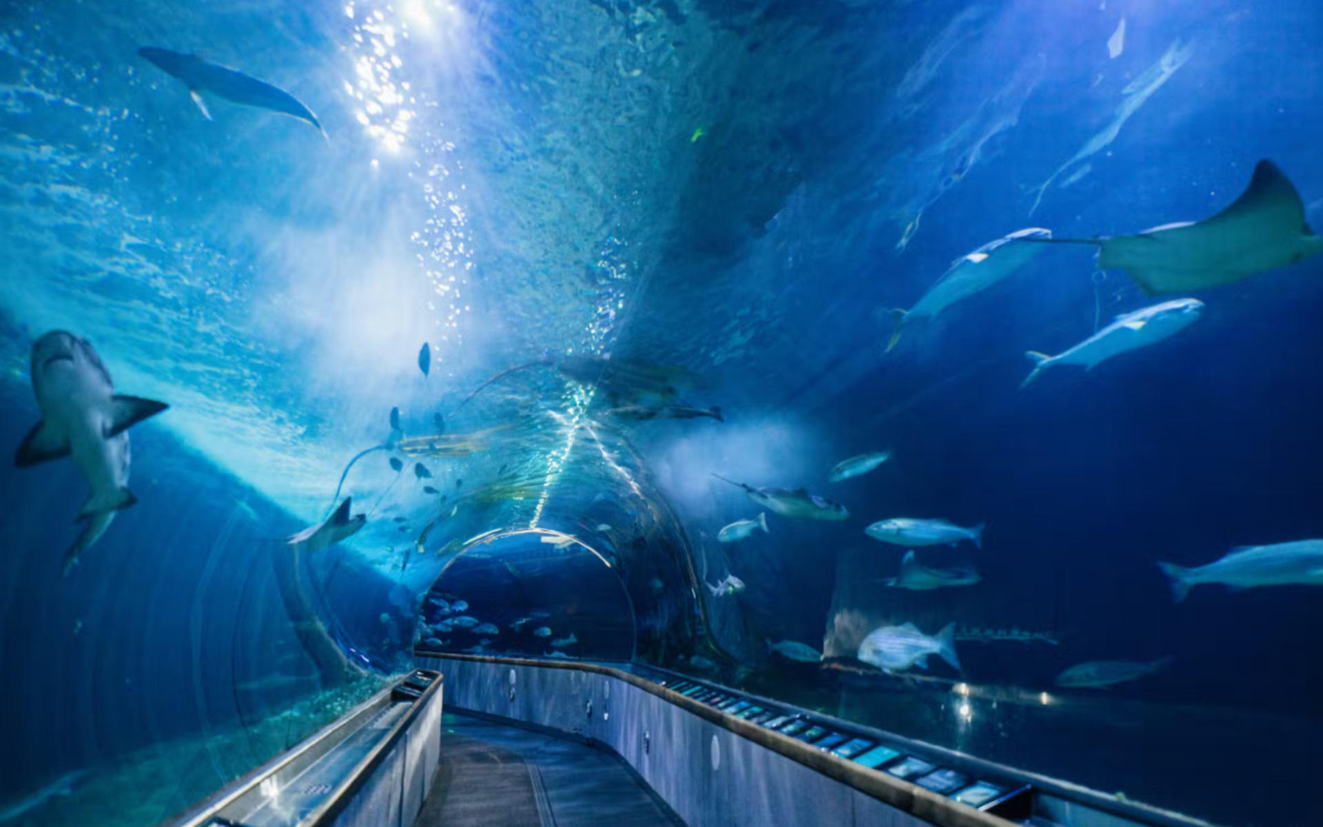 Aquarium of the Bay Ticket - Thumbnail 4