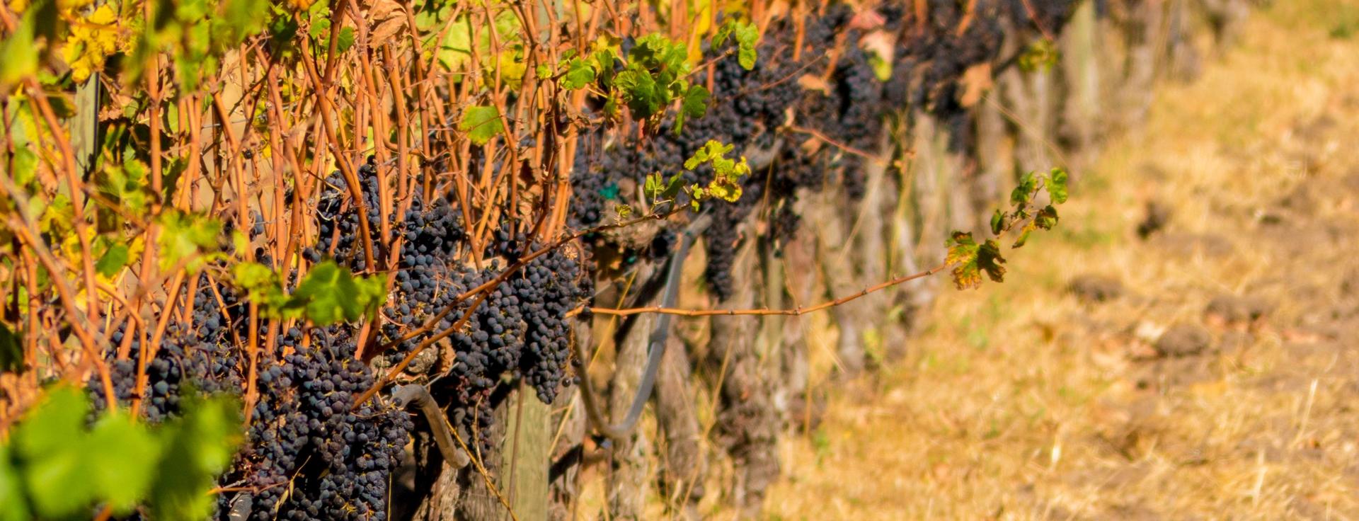 Sonoma and Napa Valley Wine Country Day Tour from San Francisco - Image 1