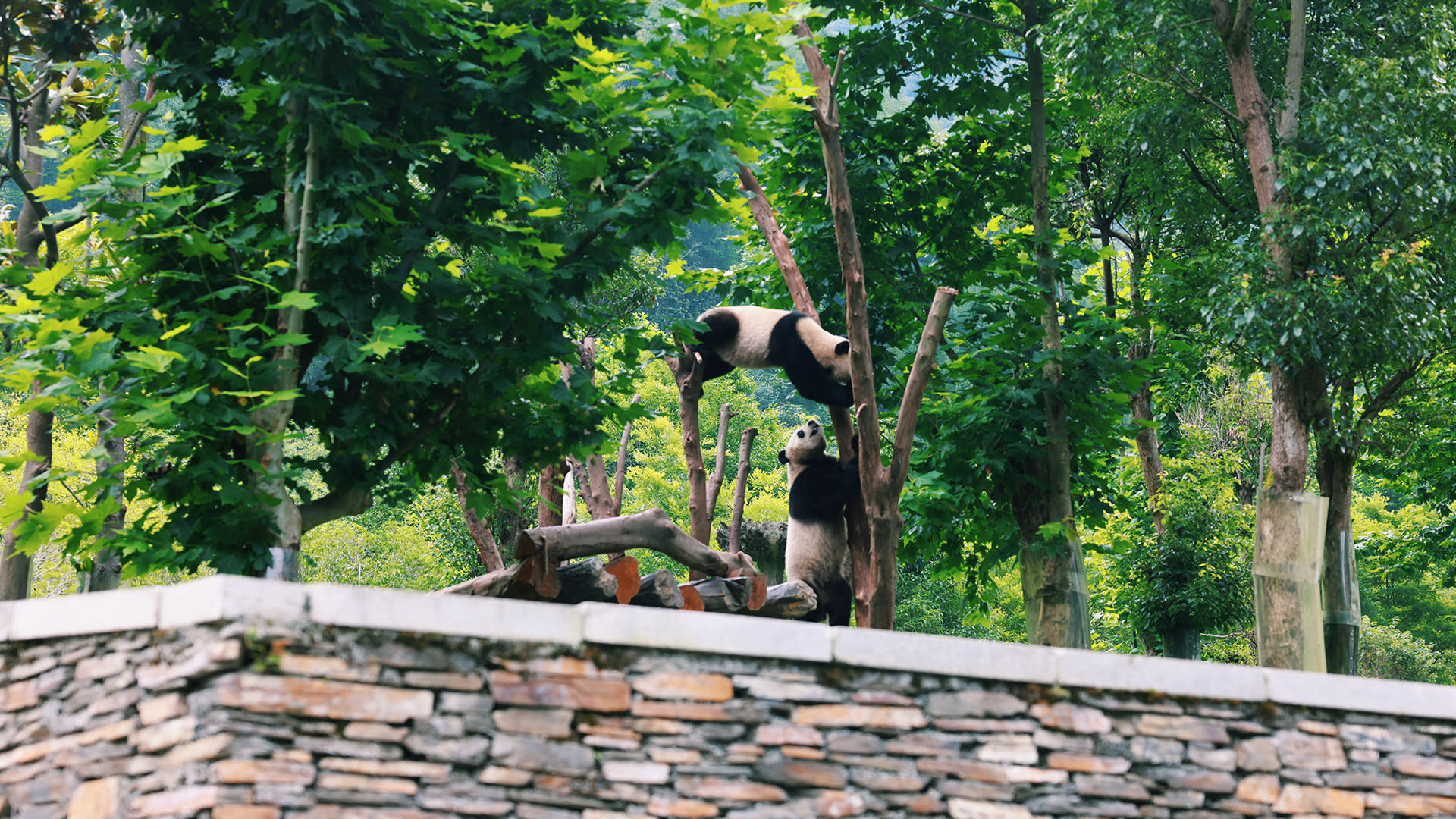 Giant Panda Breeding Research Base + Leshan Giant Buddha Private Day Tour (From Chengdu) - Thumbnail 2