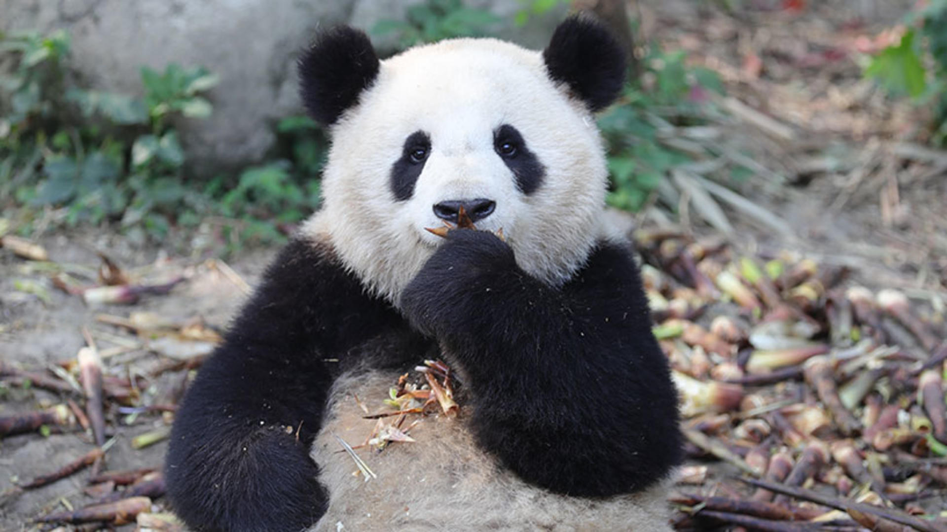Chengdu Panda Base & Leshan Giant Buddha Discovery - Thumbnail 4