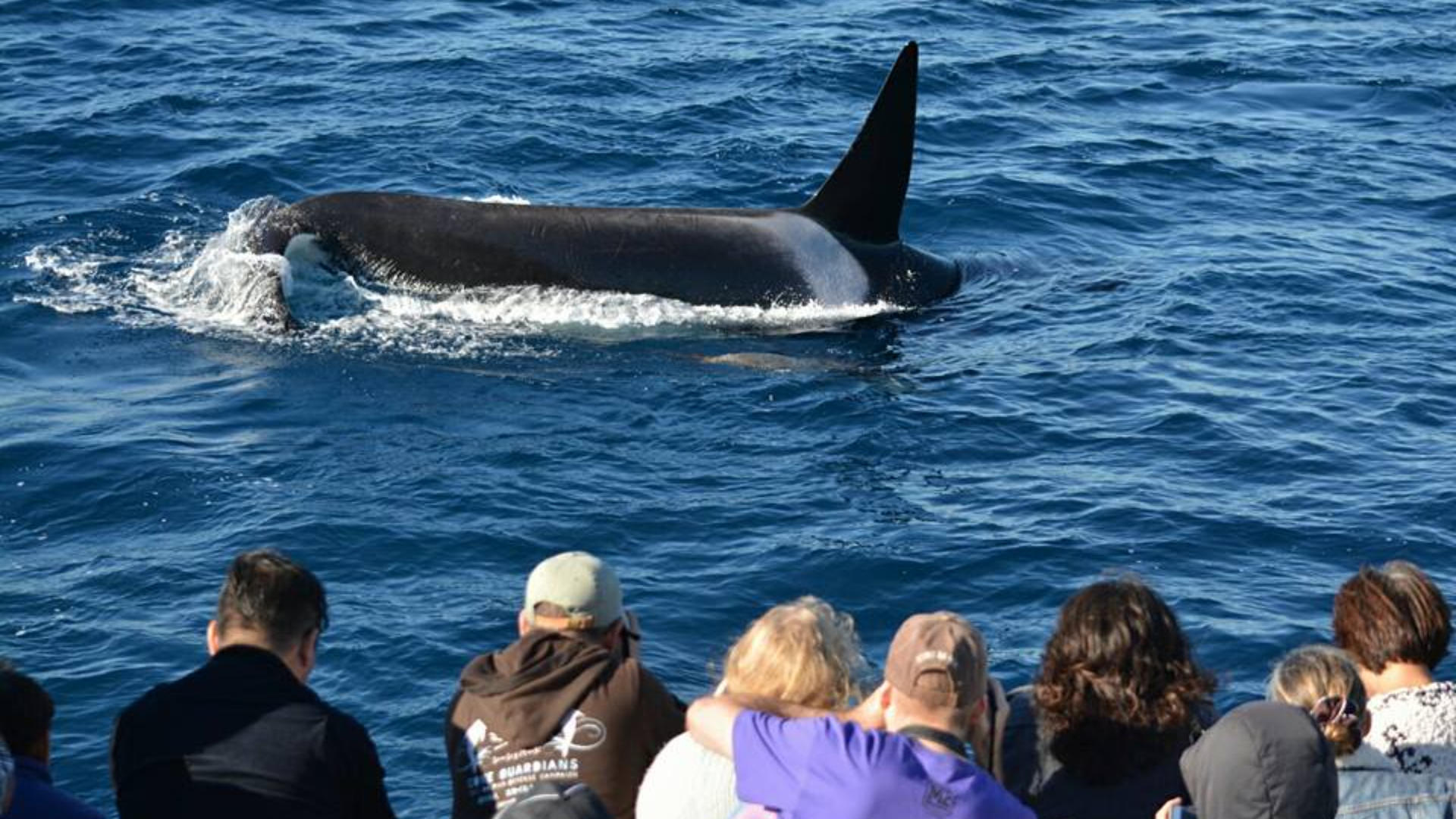 Whale Watching and Dolphin Tour from West Harbor, Los Angeles - Thumbnail 5