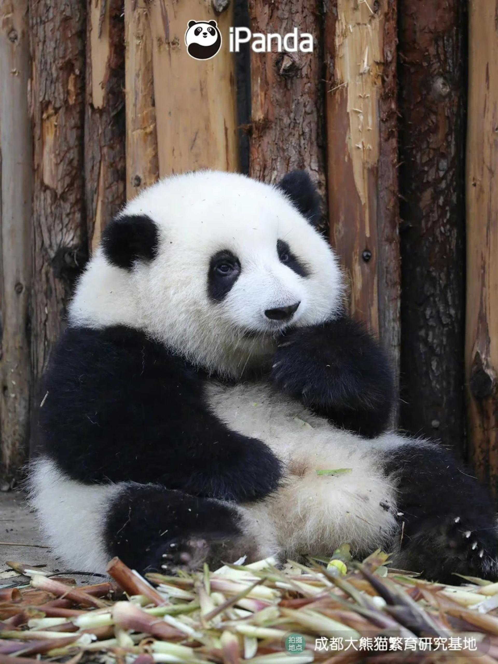 Panda Base & Dujiangyan Full-Day Guided Tour - Thumbnail 2