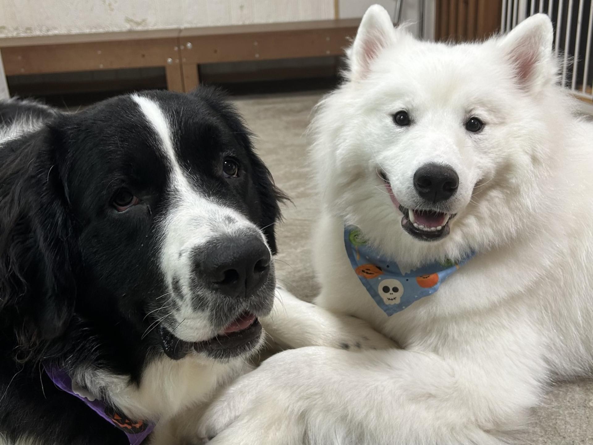 Large Dog interaction experience in Tokyo【Hotto Hito Inu】 - Thumbnail 2