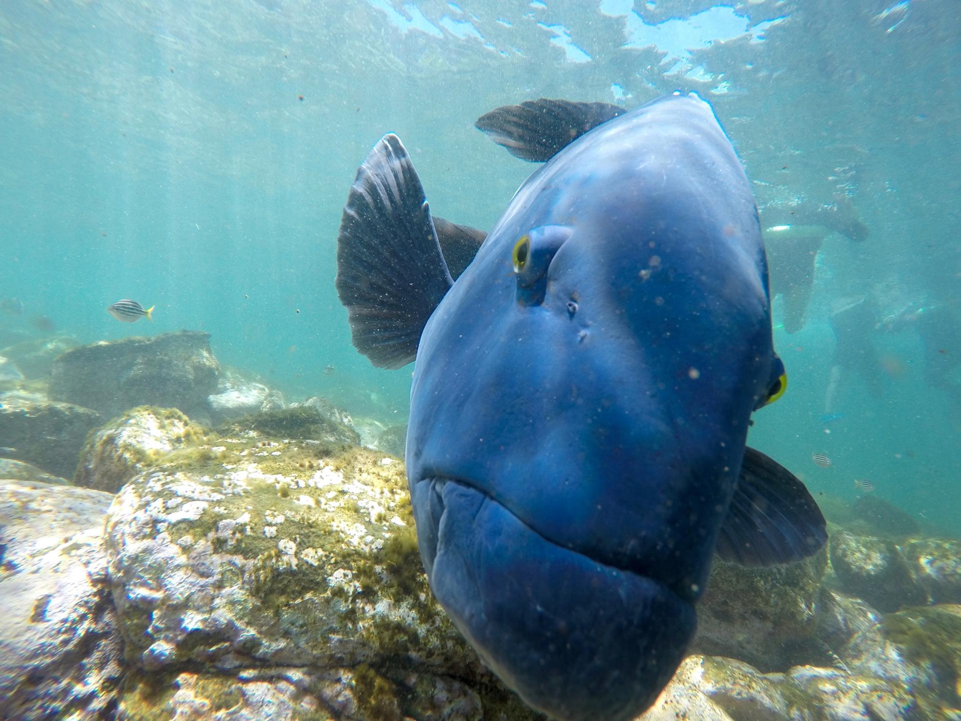 Manly Snorkel Tour with Guided Walking Tour - Thumbnail 2