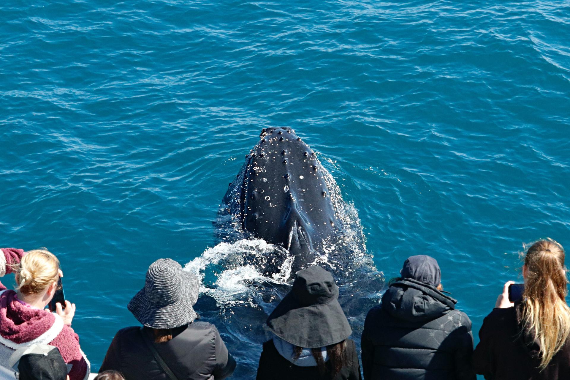 Whale Watching Tours from Perth & Margaret River - Thumbnail 3