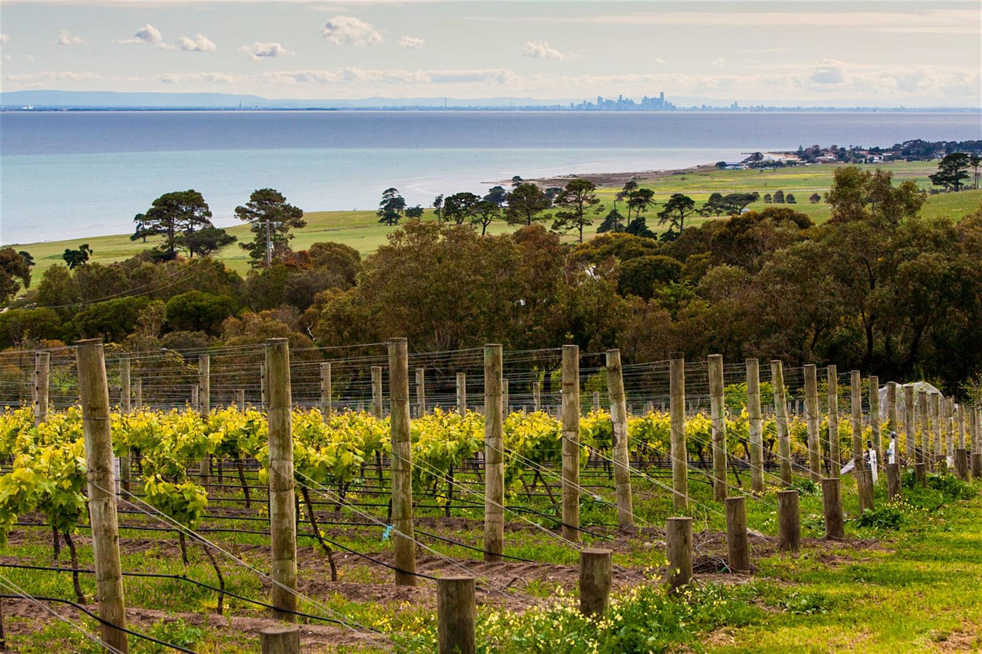 Around the Bay Food and Wine Tastings Tour from Melbourne - Thumbnail 3