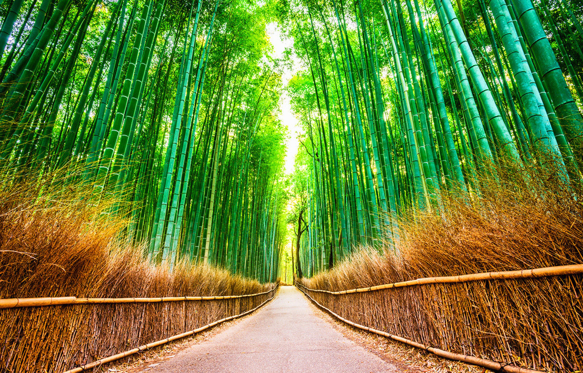 Kyoto Sanzen-in, Kifune Shrine, and Arashiyama Small Group Day Tour (Driver-Guide Service) - Thumbnail 9