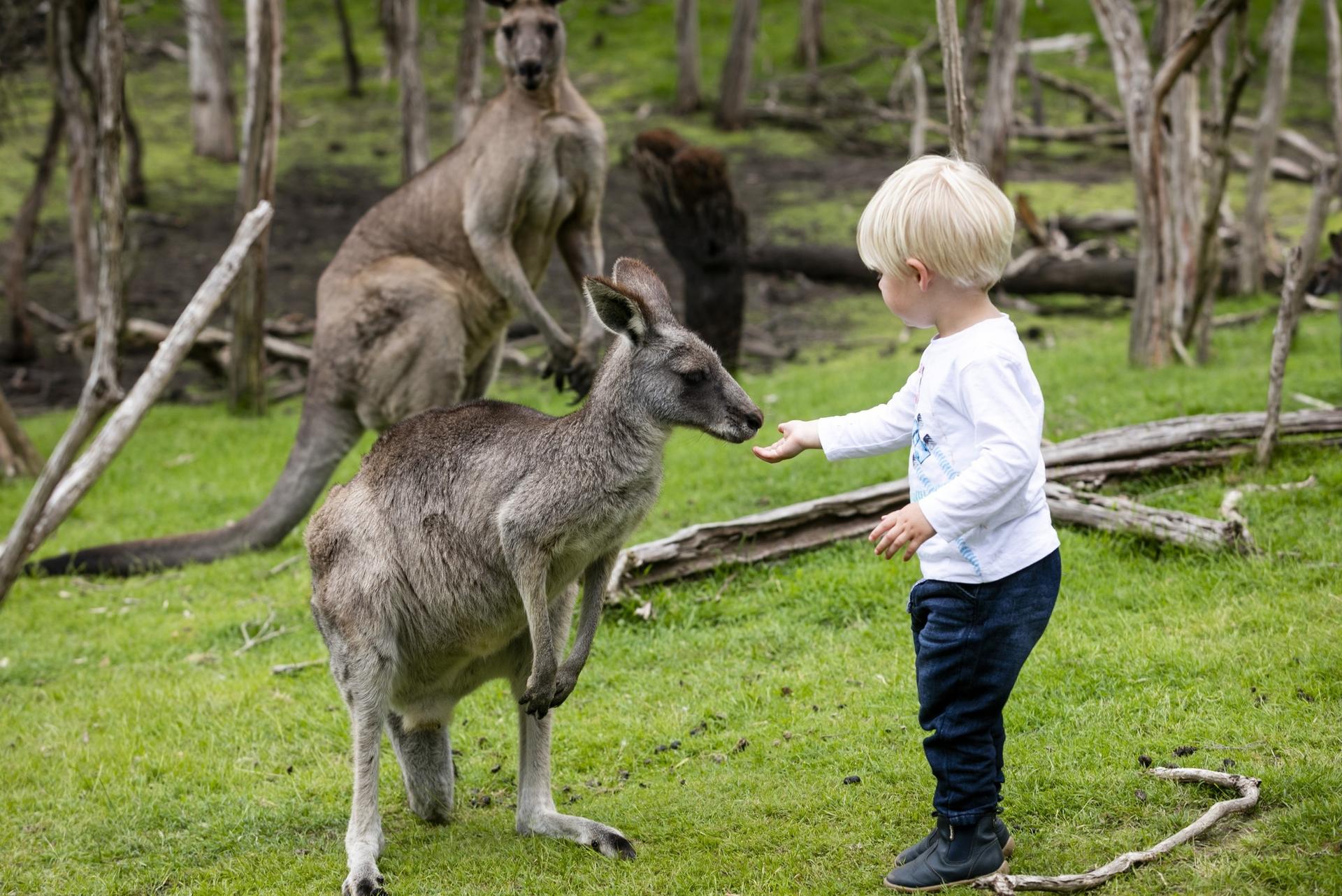 Phillip Island Wildlife & Brighton Beach Boxes Tour	 - Thumbnail 9