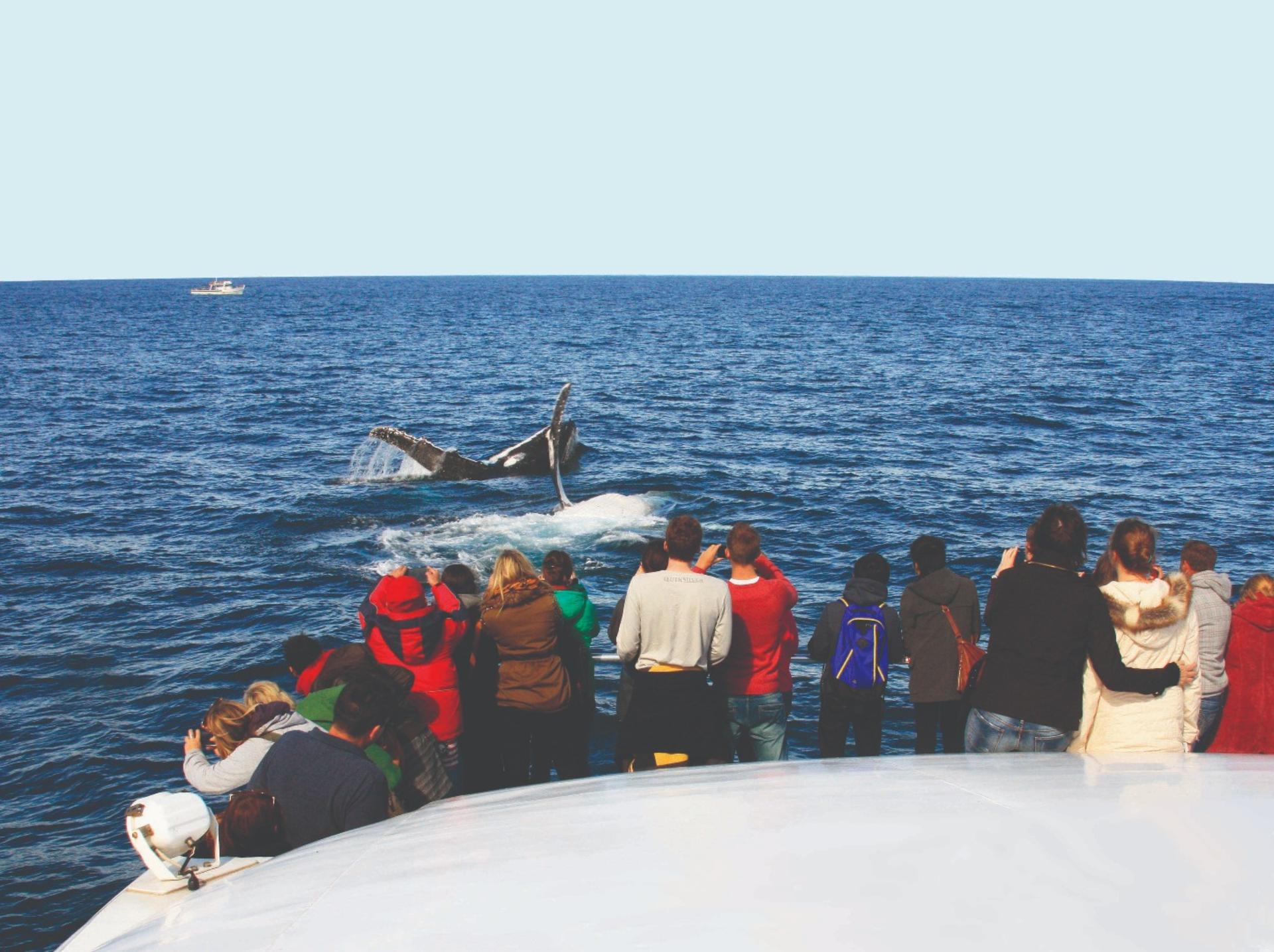 Sydney Whale Watching Cruise by Captain Cook - Thumbnail 5