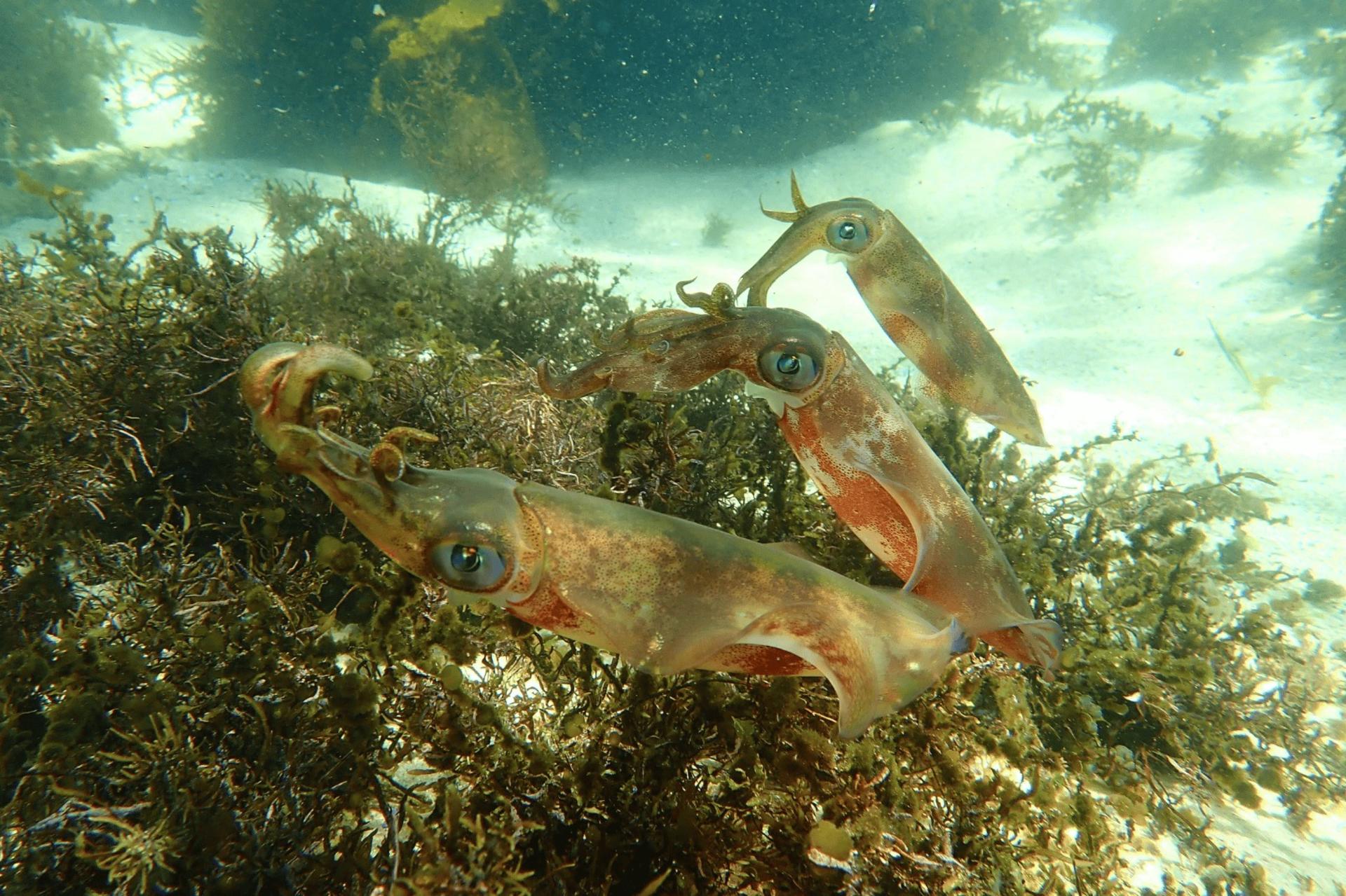 90-Minute Snorkeling Experience Group Tour - Thumbnail 7