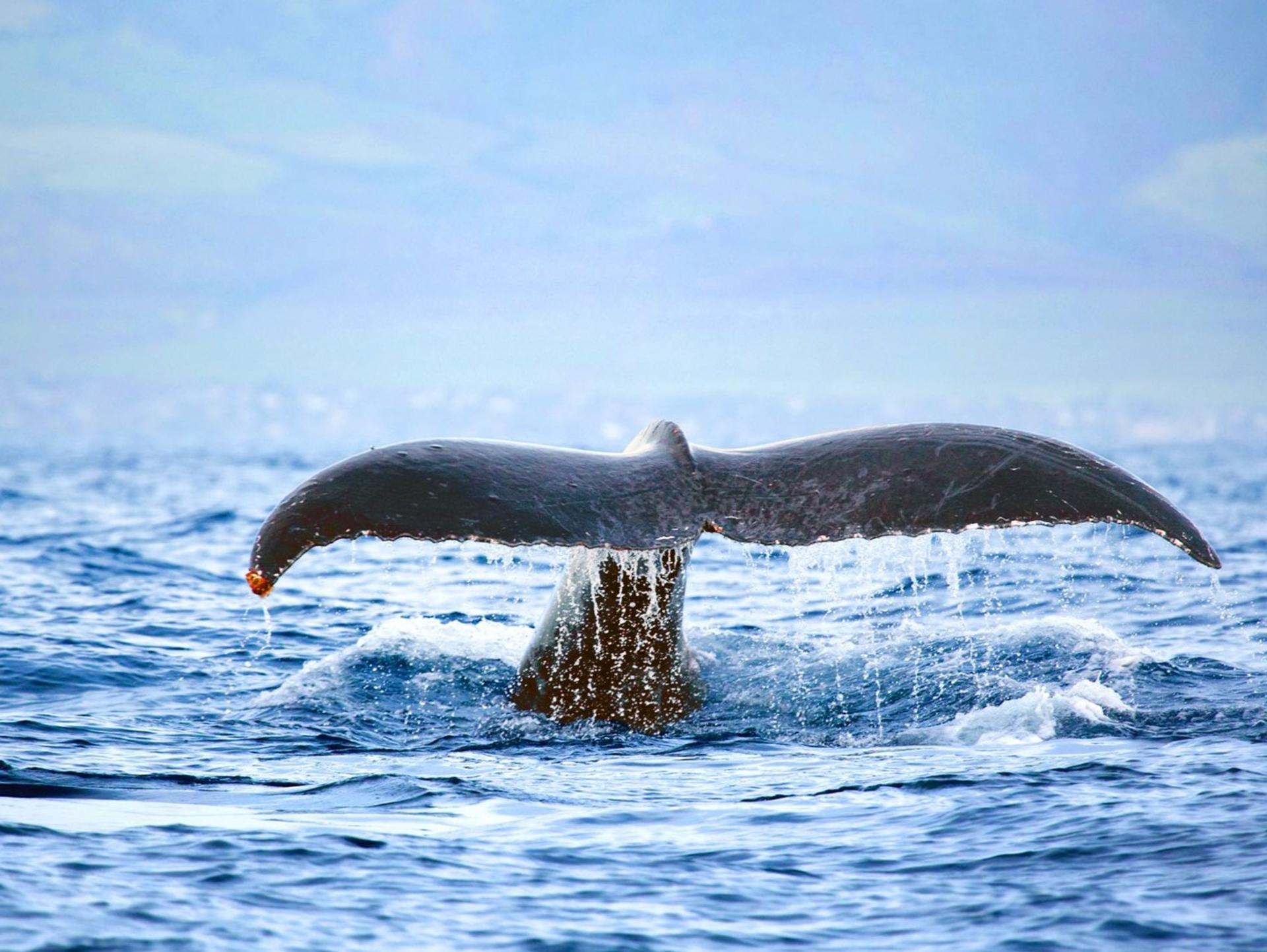 West Oahu Dolphin Watch and Snorkel Sail - Image 1