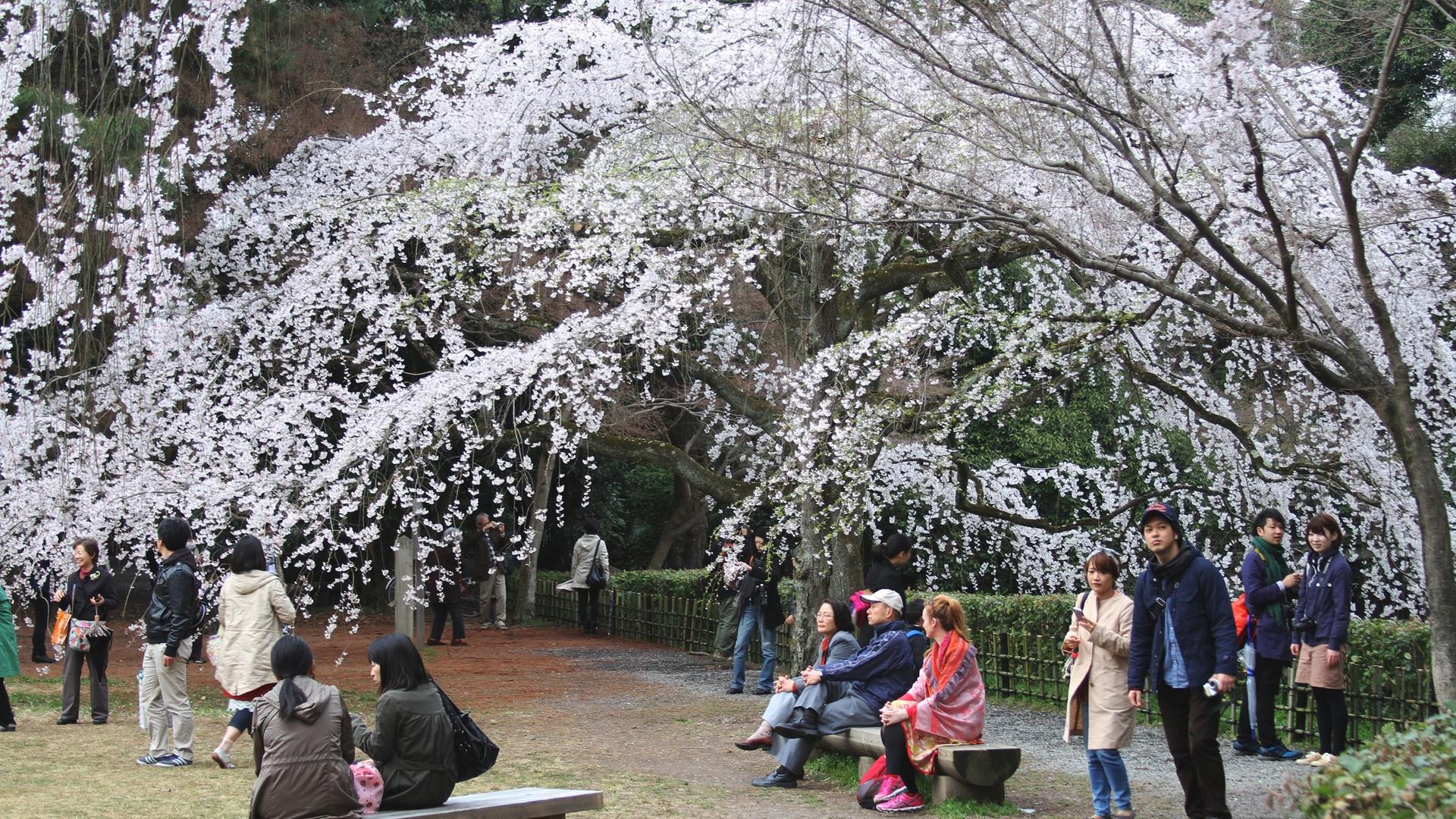 Kyoto Imperial Palace & Nijo Castle Small Group Guided Walking Tour  - Thumbnail 14