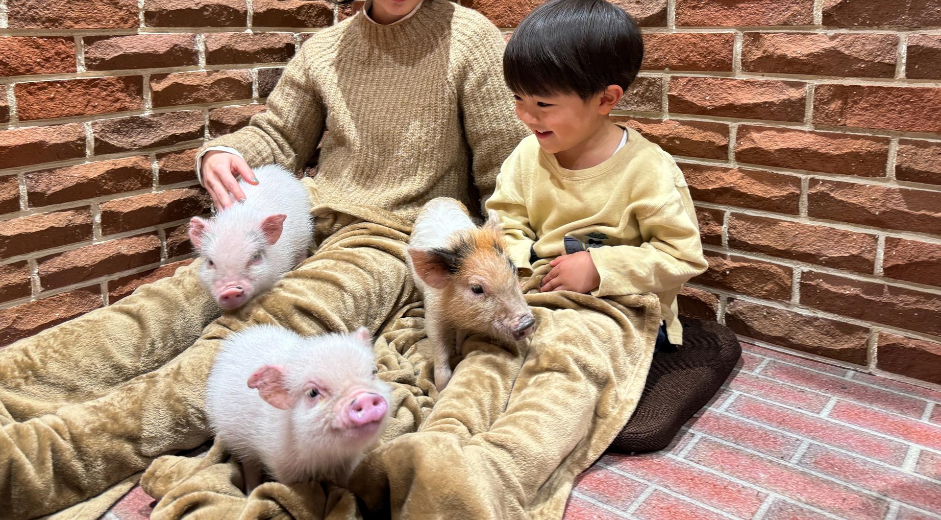 Private Room Micro Pig Cafe with Piglet Interaction and Snack Feeding Experience (Tokyo, Kichijoji) - Image 1