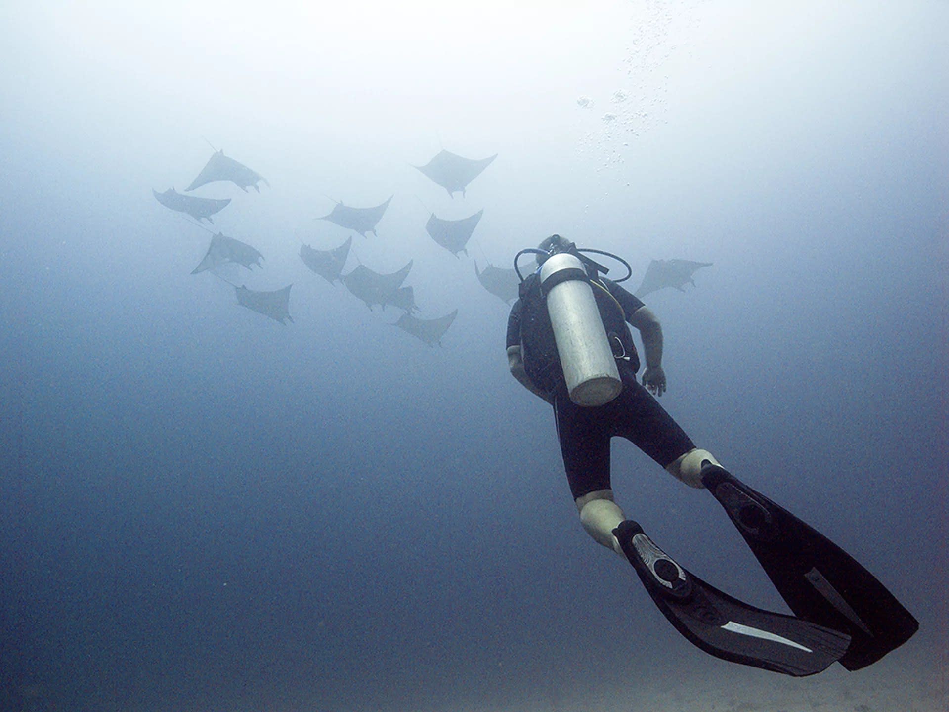 Unveiling Komodo's Depths: Open Water Adventure with PADI 5* Center - Image 1