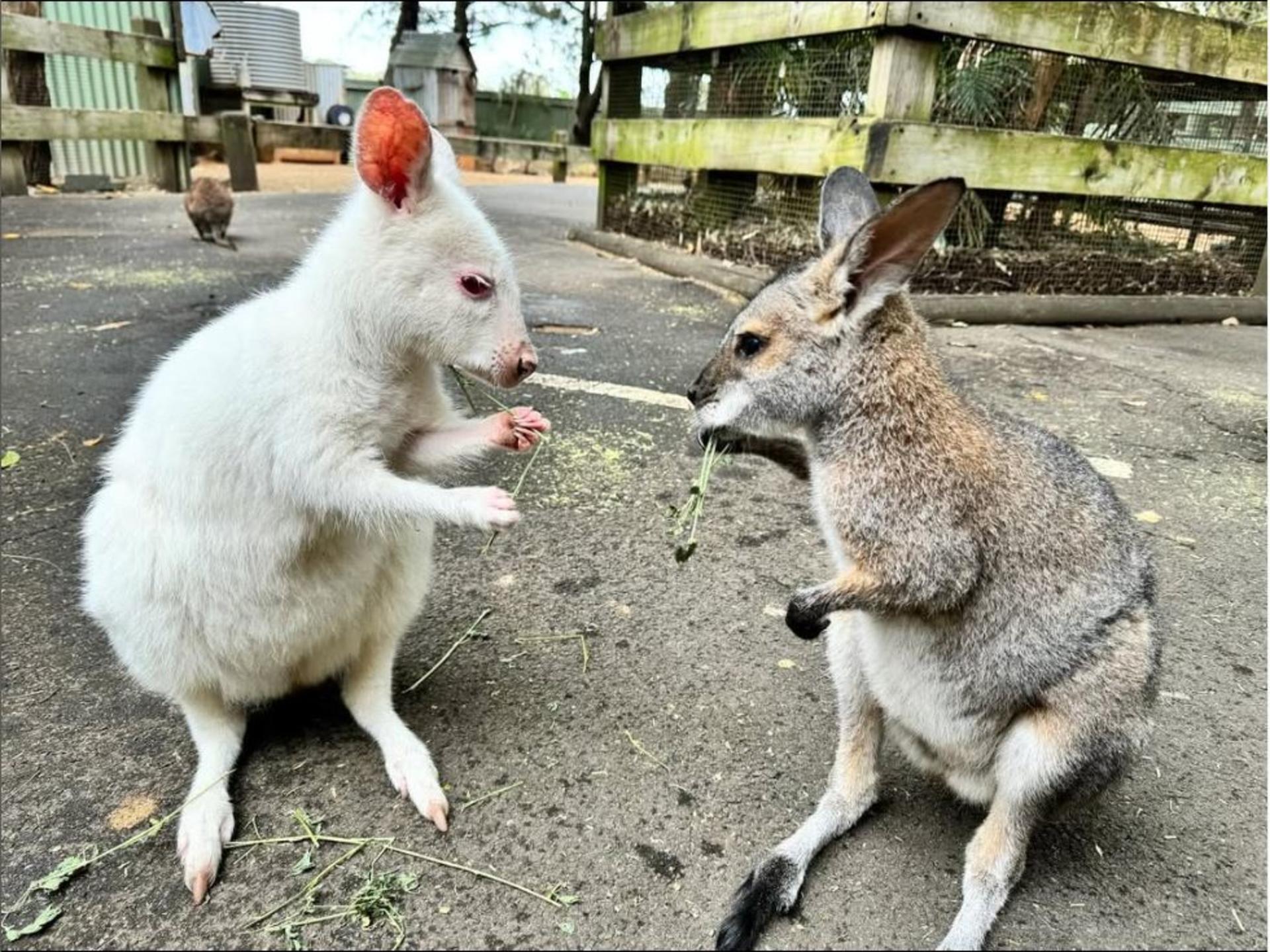 Private Blue Mountains, Scenic World & Australian Wildlife Tour - Thumbnail 22