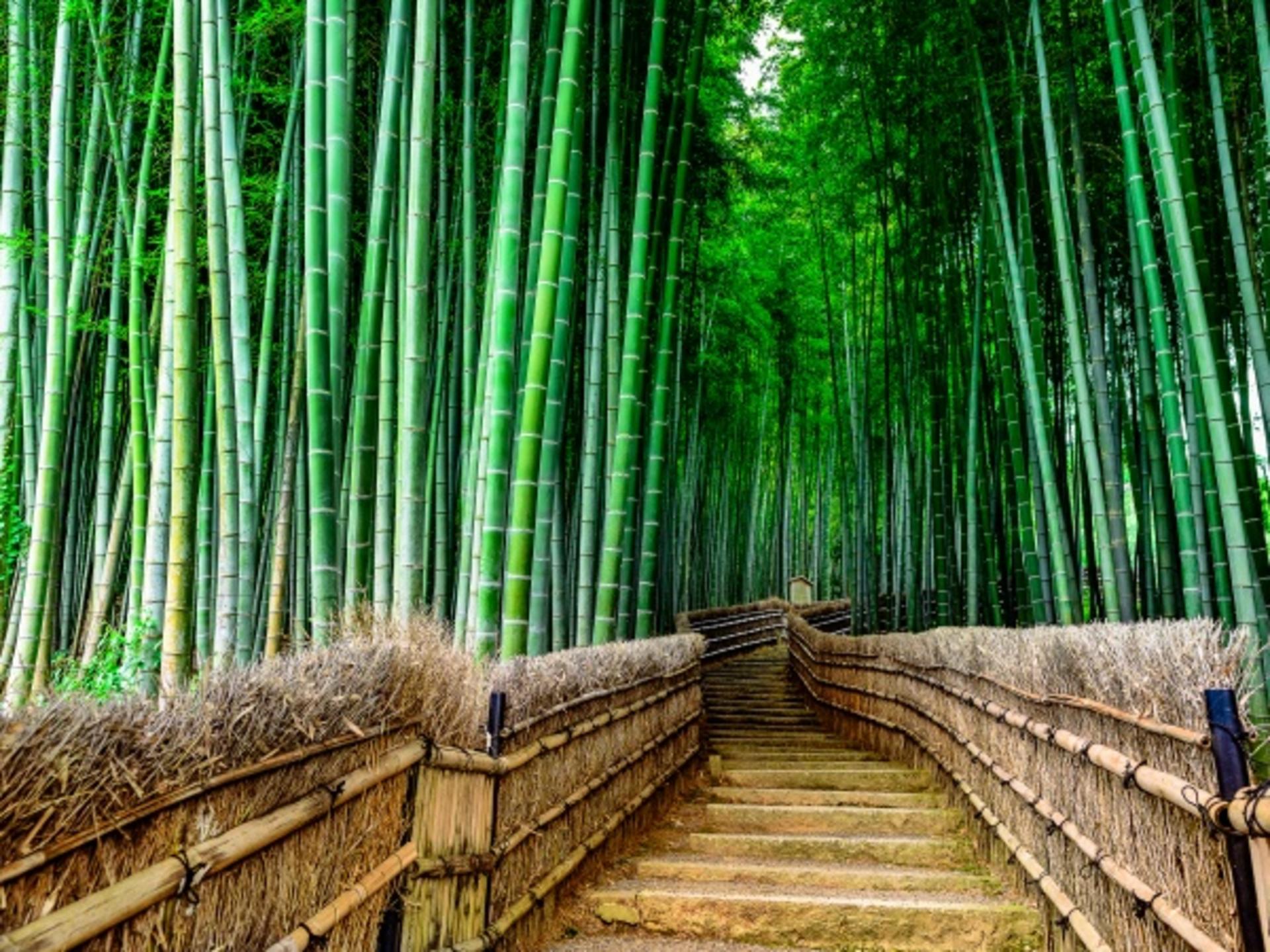 One-day trip to Kyoto's Kifune Shrine, Arashiyama, and Sanzen-in Temple - Thumbnail 15