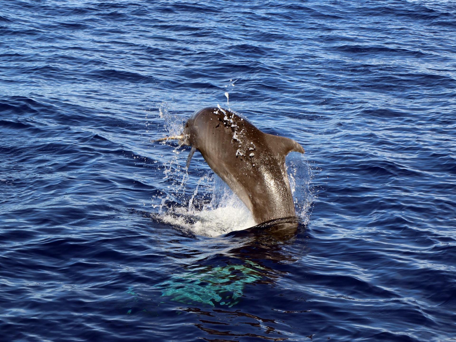 Luxury Morning Snorkel Cruise with Dolphin Watching in Oahu - Thumbnail 24