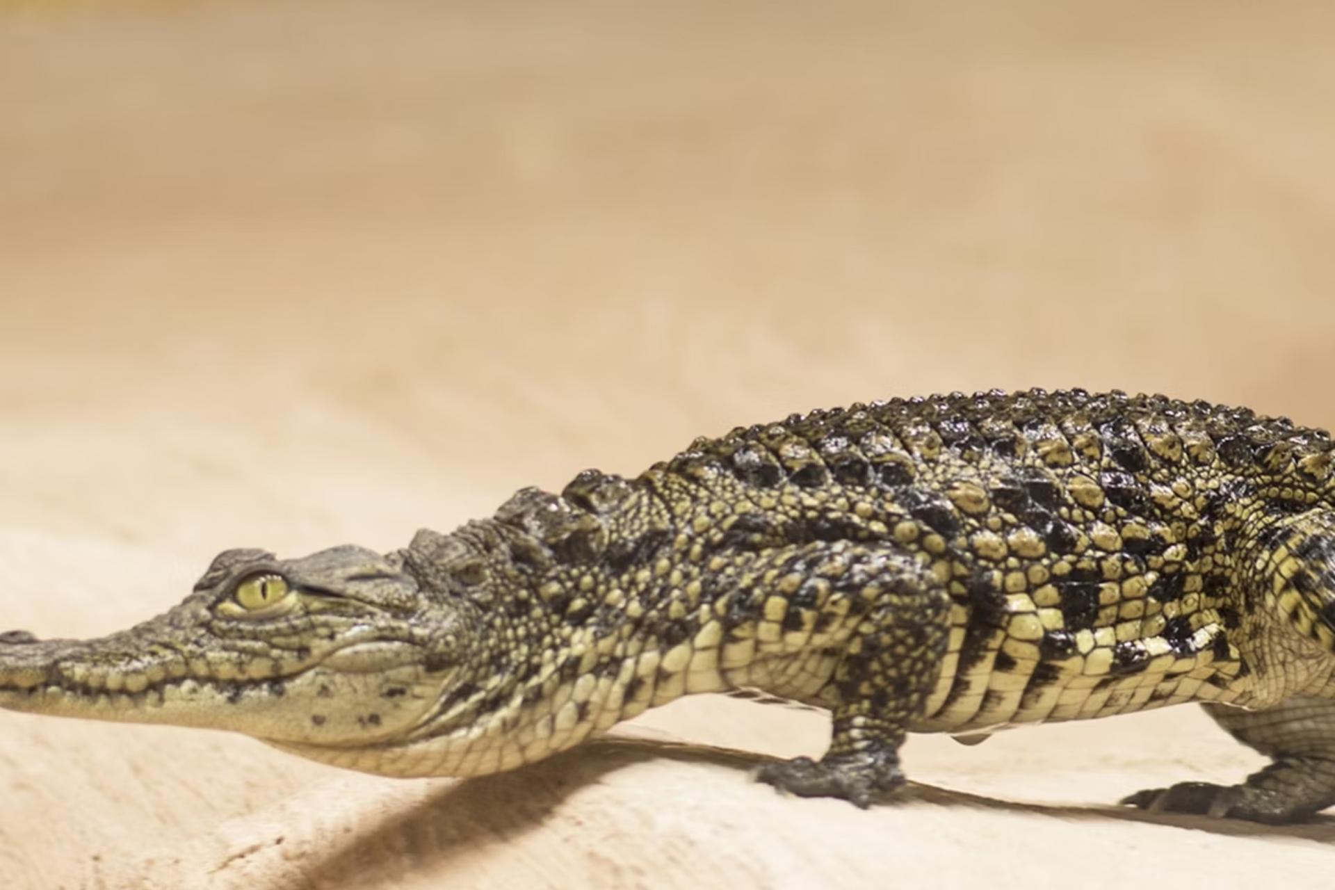 Crocodile Park ticket in Torremolinos - Thumbnail 2