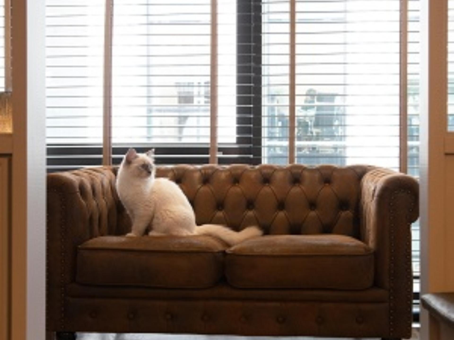 Cat Cafe MOCHA Lounge Shibuya Koen-dori in Tokyo - Thumbnail 2