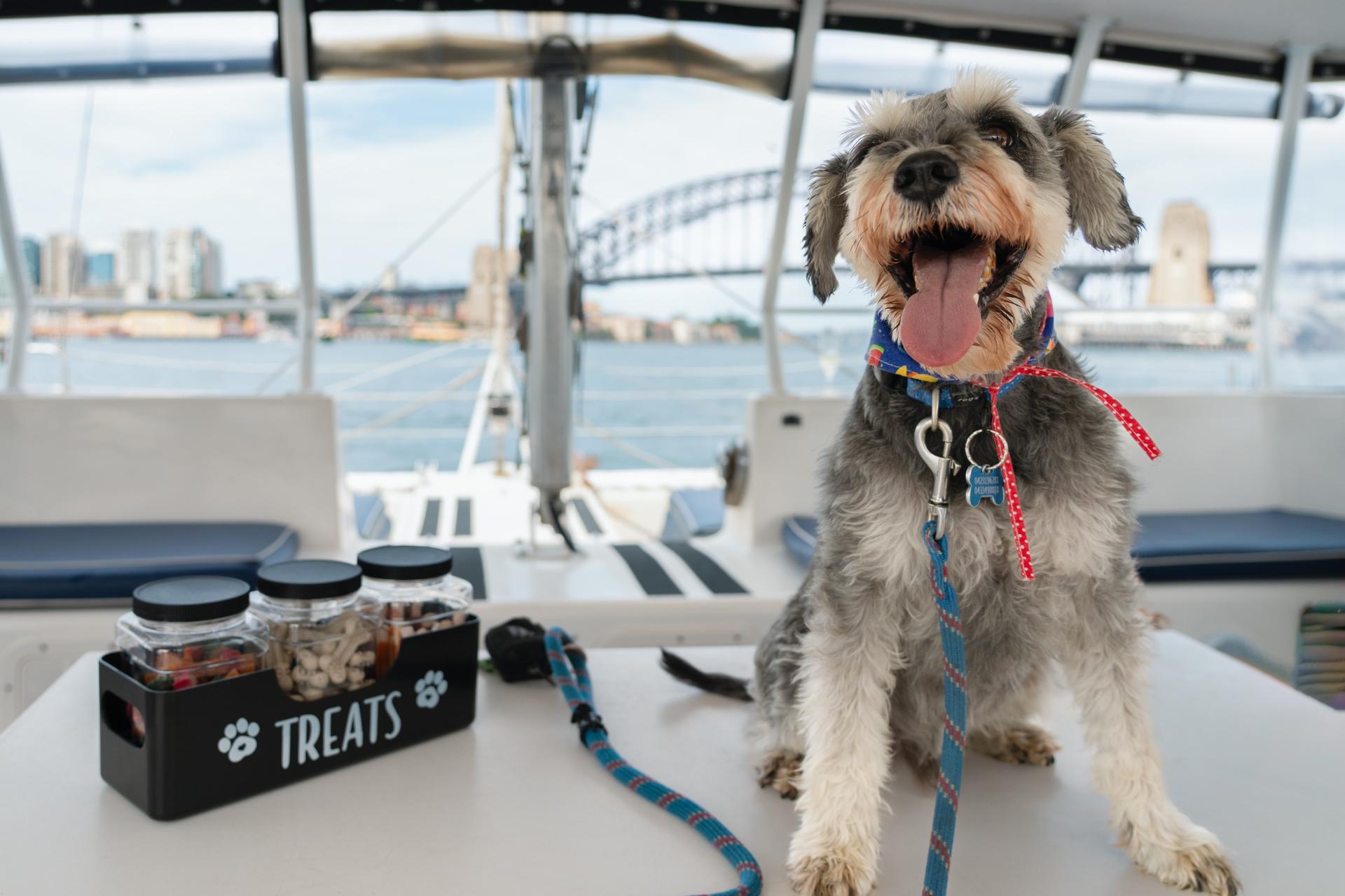 Sydney's 1st Dog Friendly Harbour Cruise: Dogs on Deck - Image 1