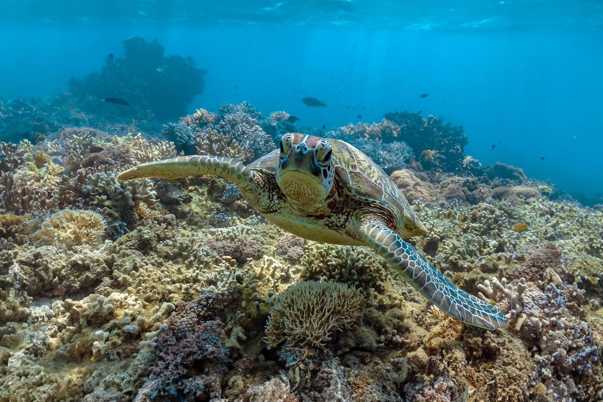 Frankland Islands Reef Cruises - Thumbnail 13