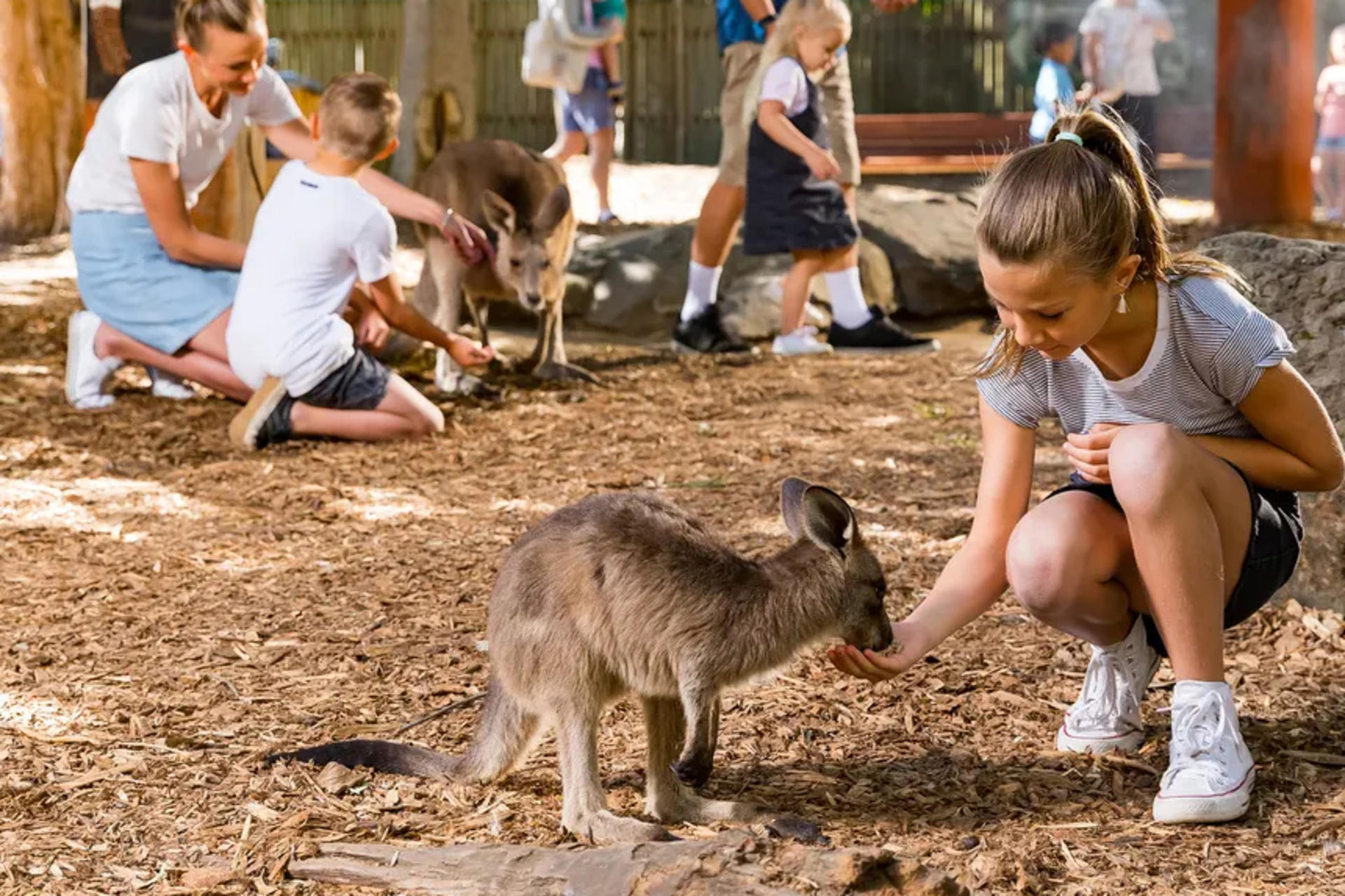 Dreamworld Gold Coast Tickets  - Thumbnail 42
