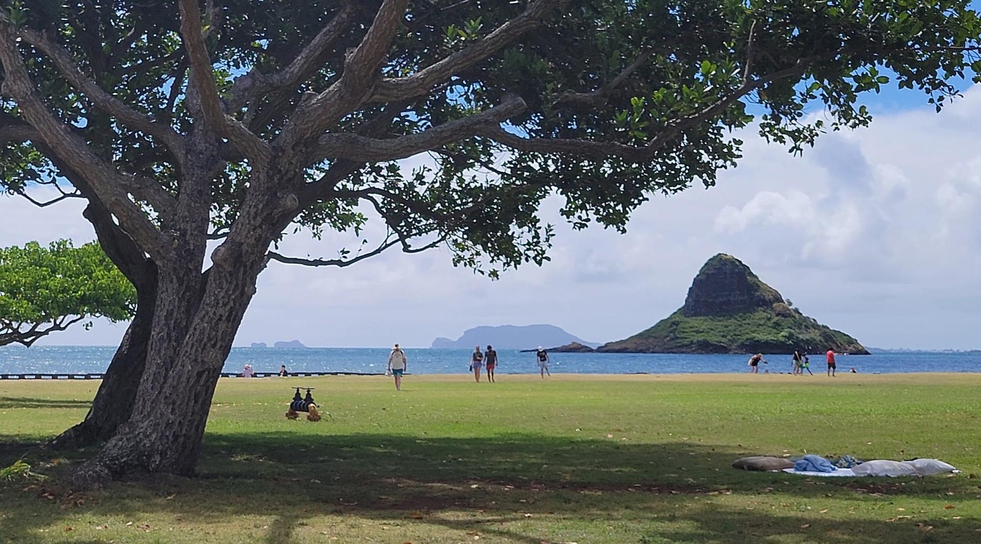 Oahu North Shore Circle Island Adventure + Swimming with Turtles - Thumbnail 6