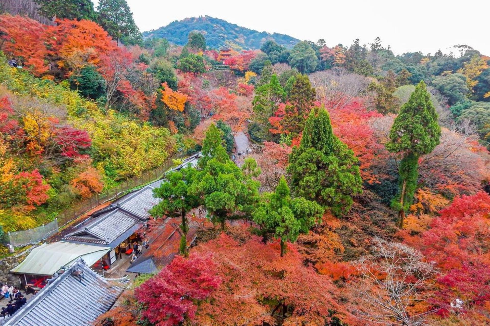 Kyoto Kinkaku-ji, Kiyomizu-dera, and Uji One-Day Tour - Thumbnail 5