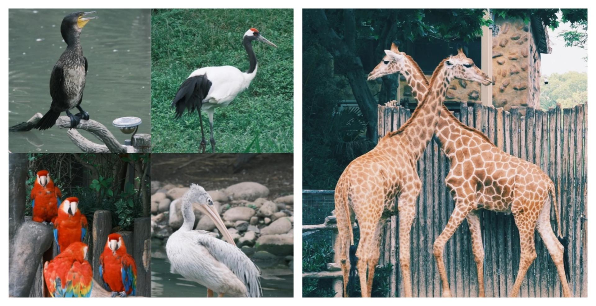 Shanghai Wild Animal Park Full-Day Animal Encounter Tour - Thumbnail 8