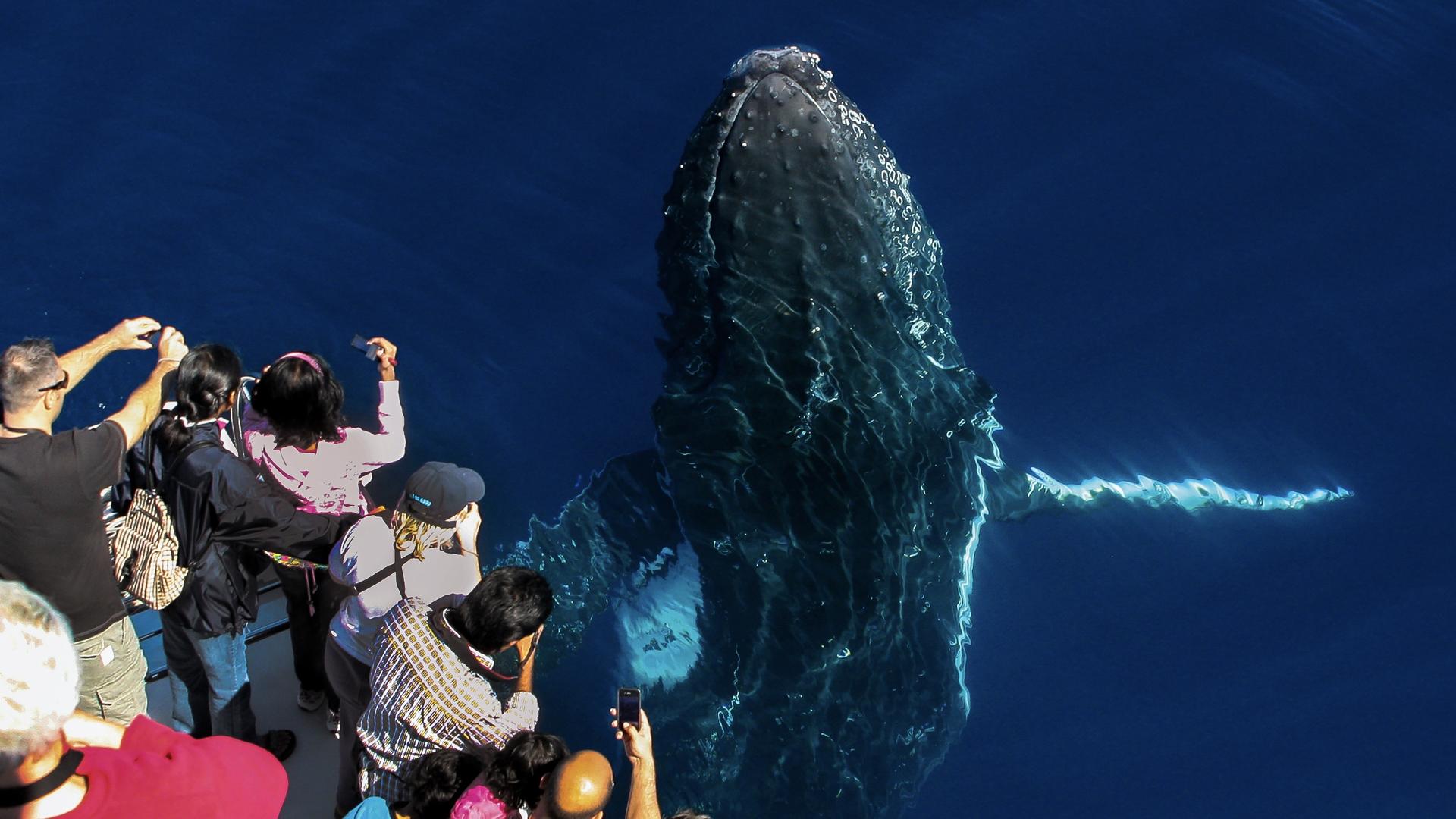 Sea World Whale Watching Cruise - Thumbnail 2