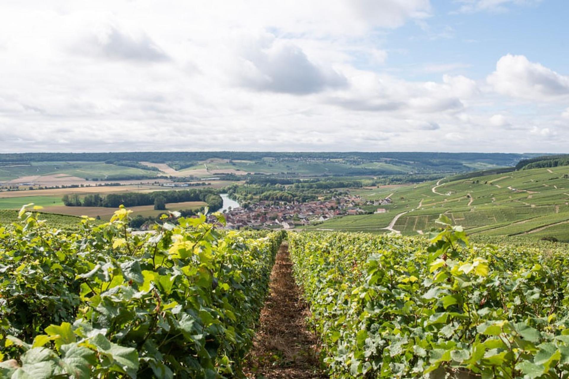 Maison Mumm, family growers tour with lunch in Reims - Thumbnail 5