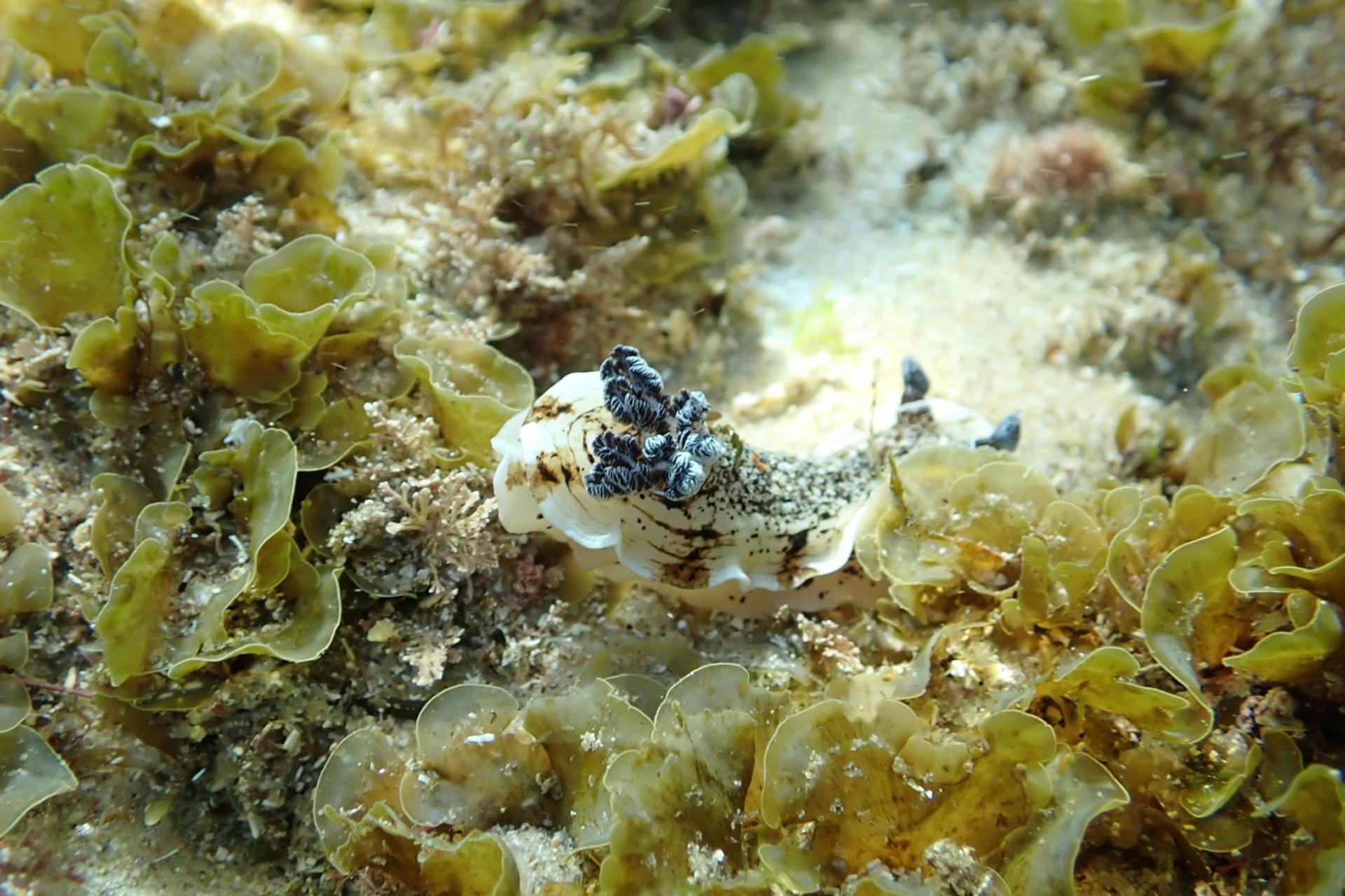 90-Minute Snorkeling Experience Group Tour - Thumbnail 11