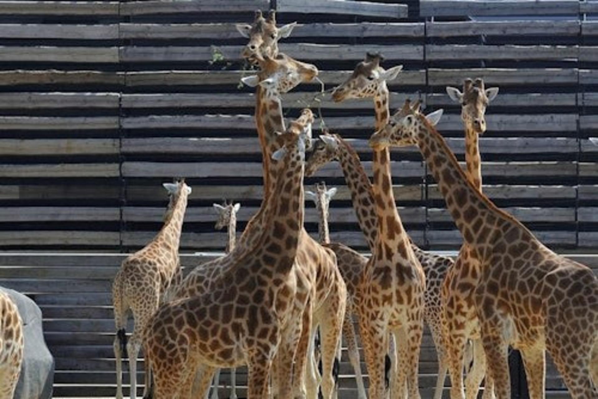 Parc Zoologique de Paris Admission in Paris - Thumbnail 4
